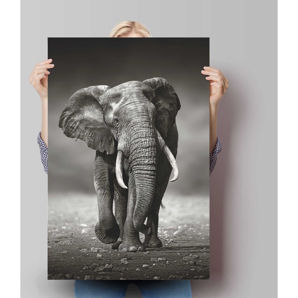 Reinders! Poster »Poster Elefant Wanderung«, Elefanten, (1 St.)
