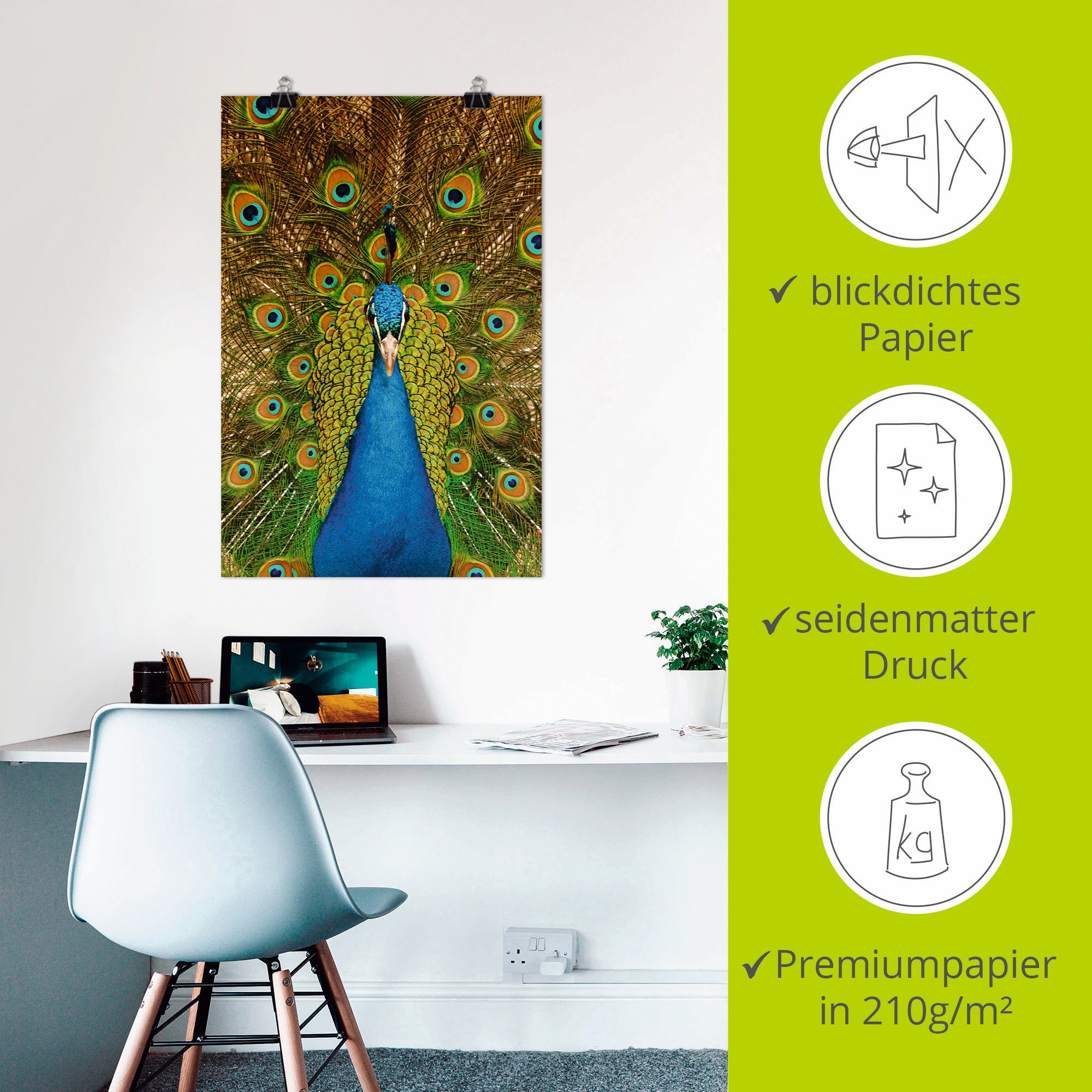 Artland Poster »Stolzer Pfau«, Vögel, (1 St.), als Alubild, Leinwandbild, Wandaufkleber oder Poster in versch. Größen
