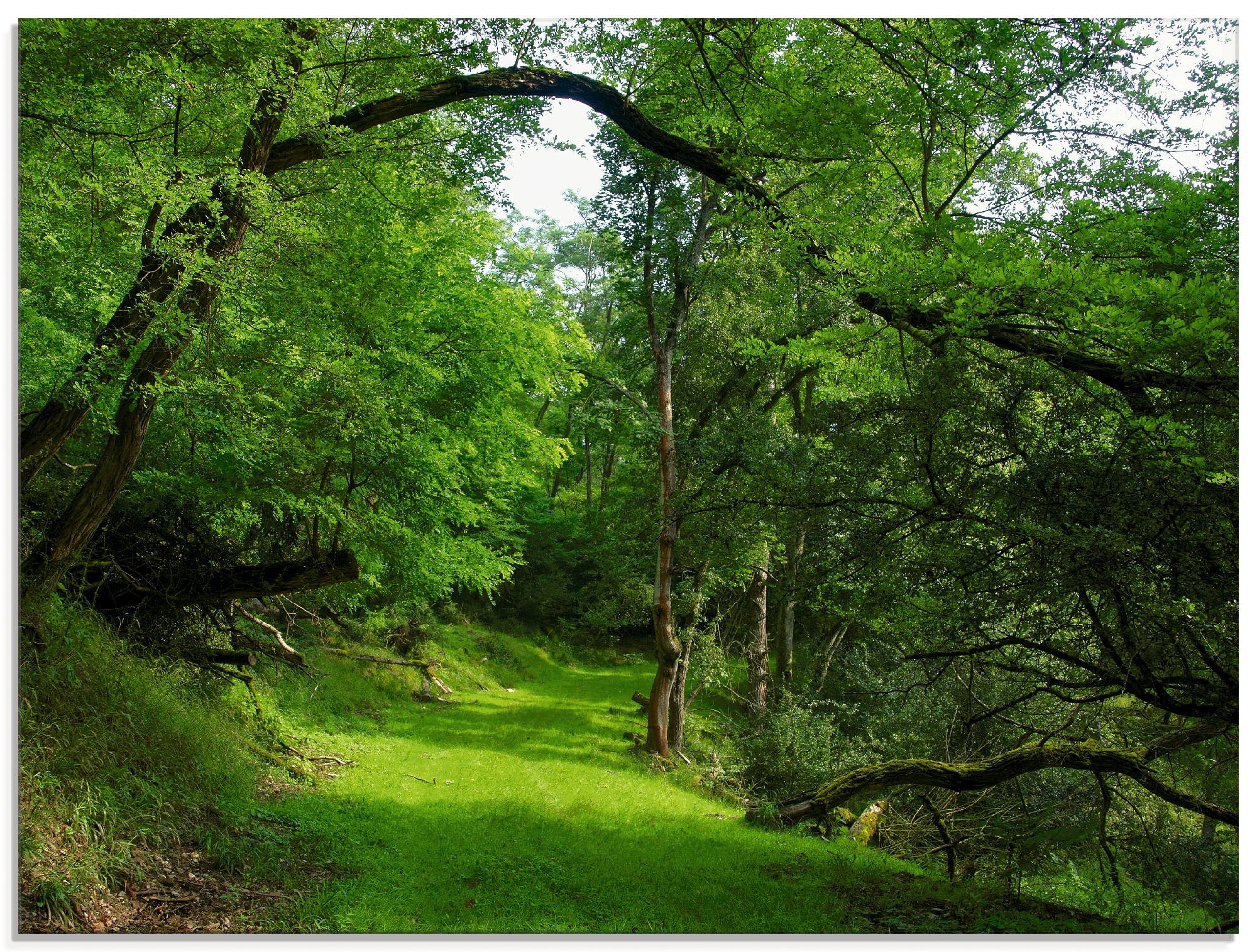 Artland Glasbild »Grüner Weg Größen kaufen durch St.), (1 Rechnung den Wald, in auf Wald«, verschiedenen