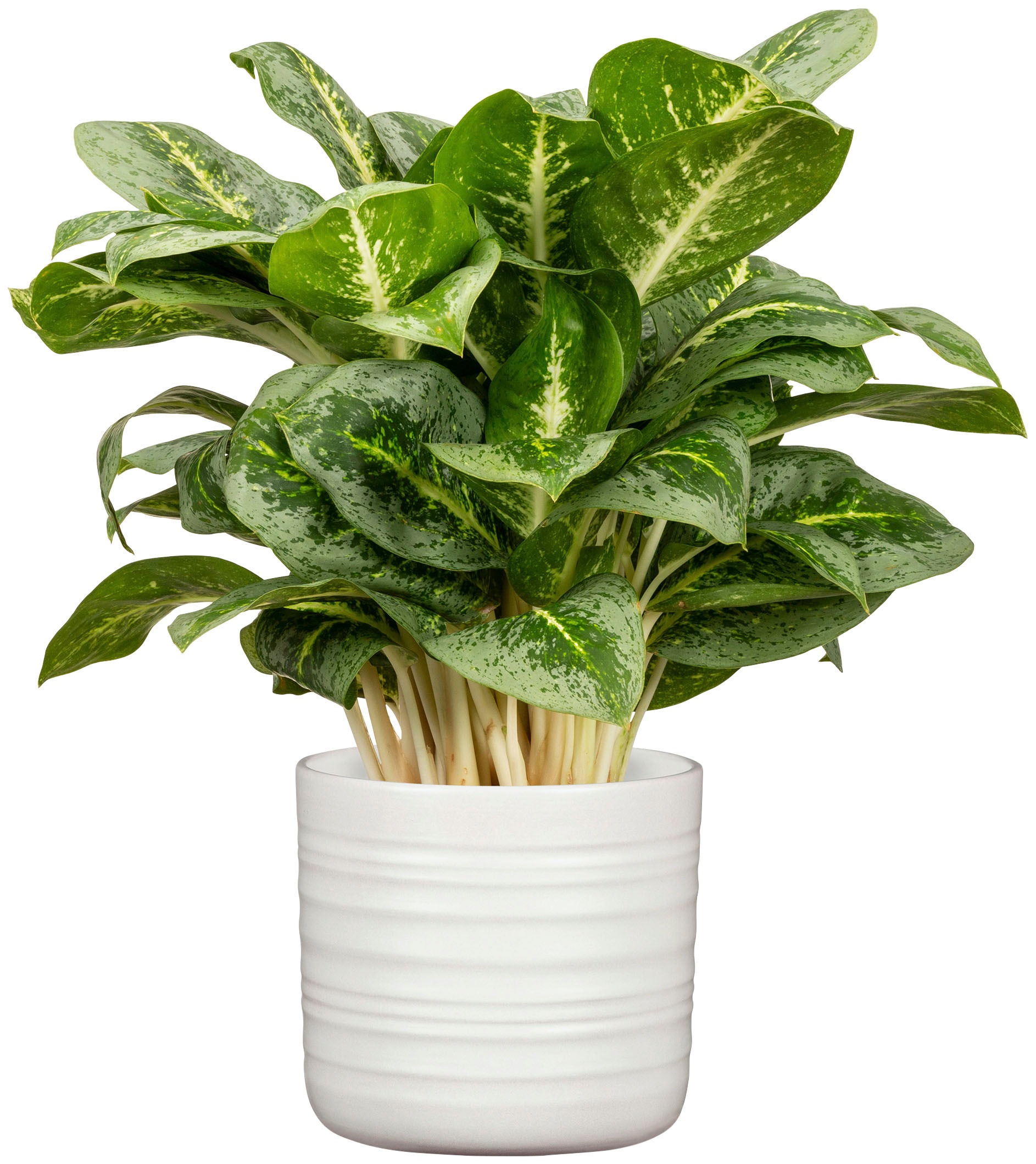 Scheurich Blumentopf »SOFT WOOL 28/850« ØxH: 28,5x26 cm