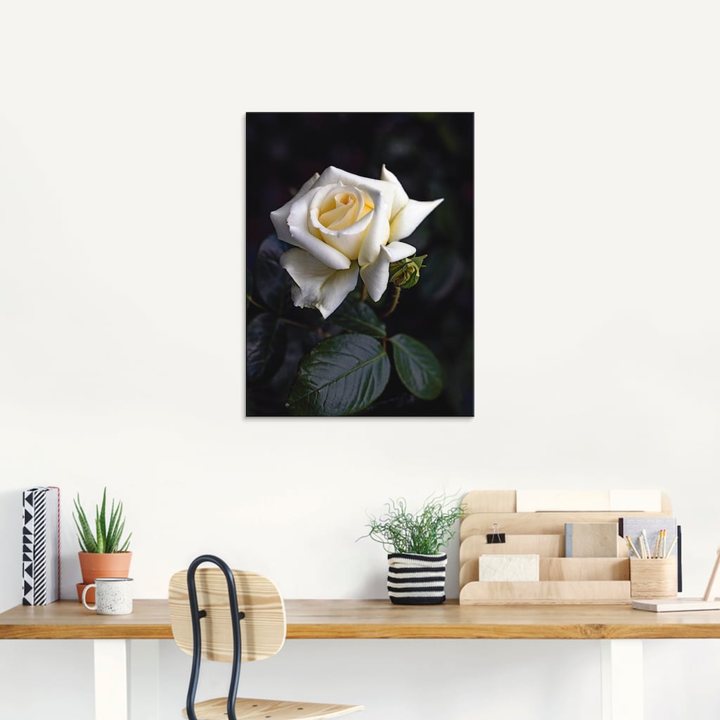 Artland Glasbild »Weiß-gelbe Rose«, Blumen, (1 St.)