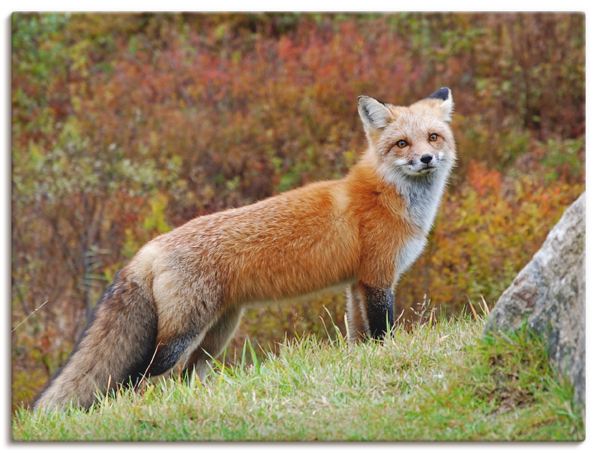 Artland Wandbild "Fuchs I", Wildtiere, (1 St.), als Leinwandbild, Poster in günstig online kaufen