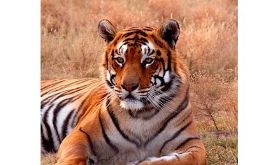 Fototapete »Tiger«