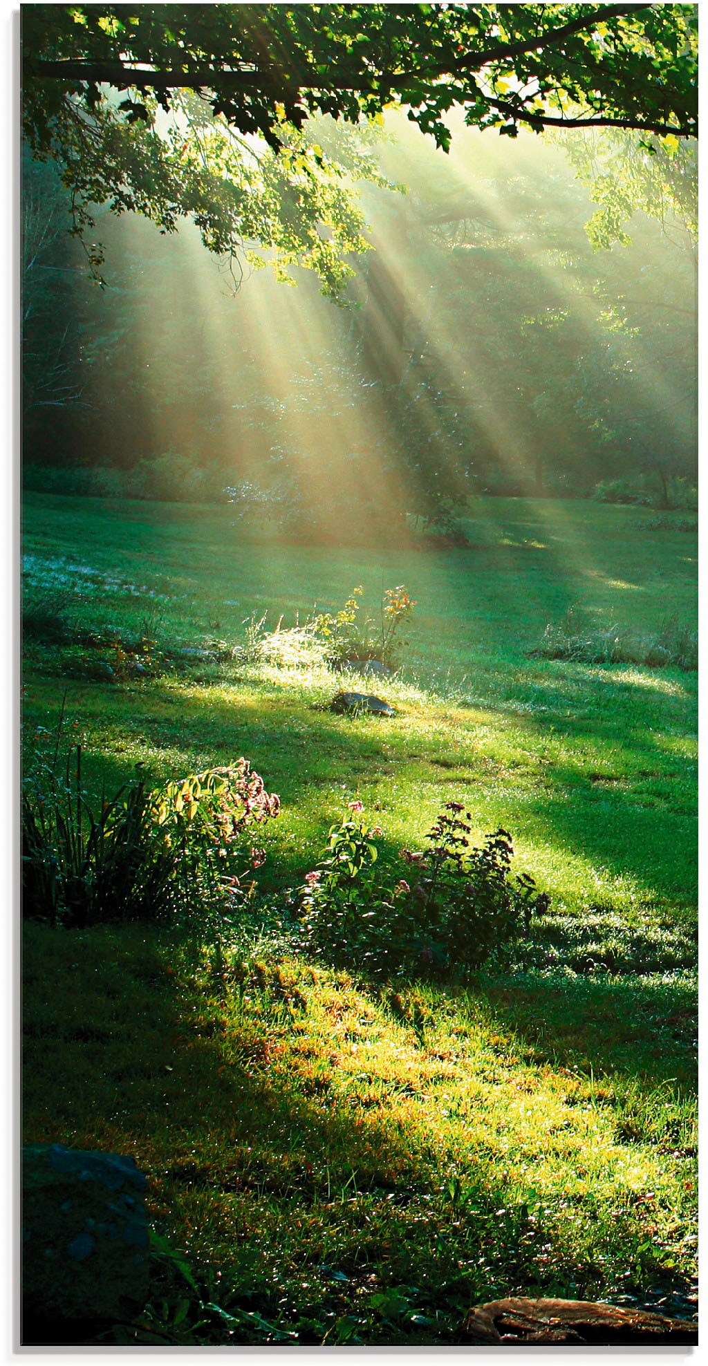 Artland Glasbild »Lichtkegel« Wald 1 Stk. tlg. in verschiedenen Größen günstig online kaufen