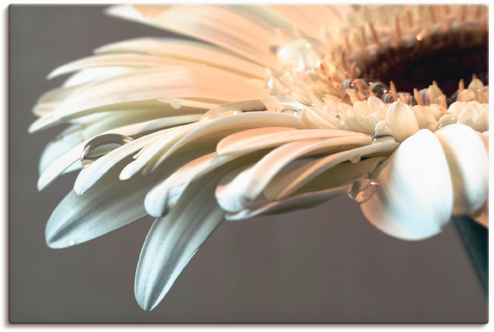 Artland Wandbild »Blüte einer Gerbera« Blumen 1 Stk. tlg. als Leinwandbild, günstig online kaufen