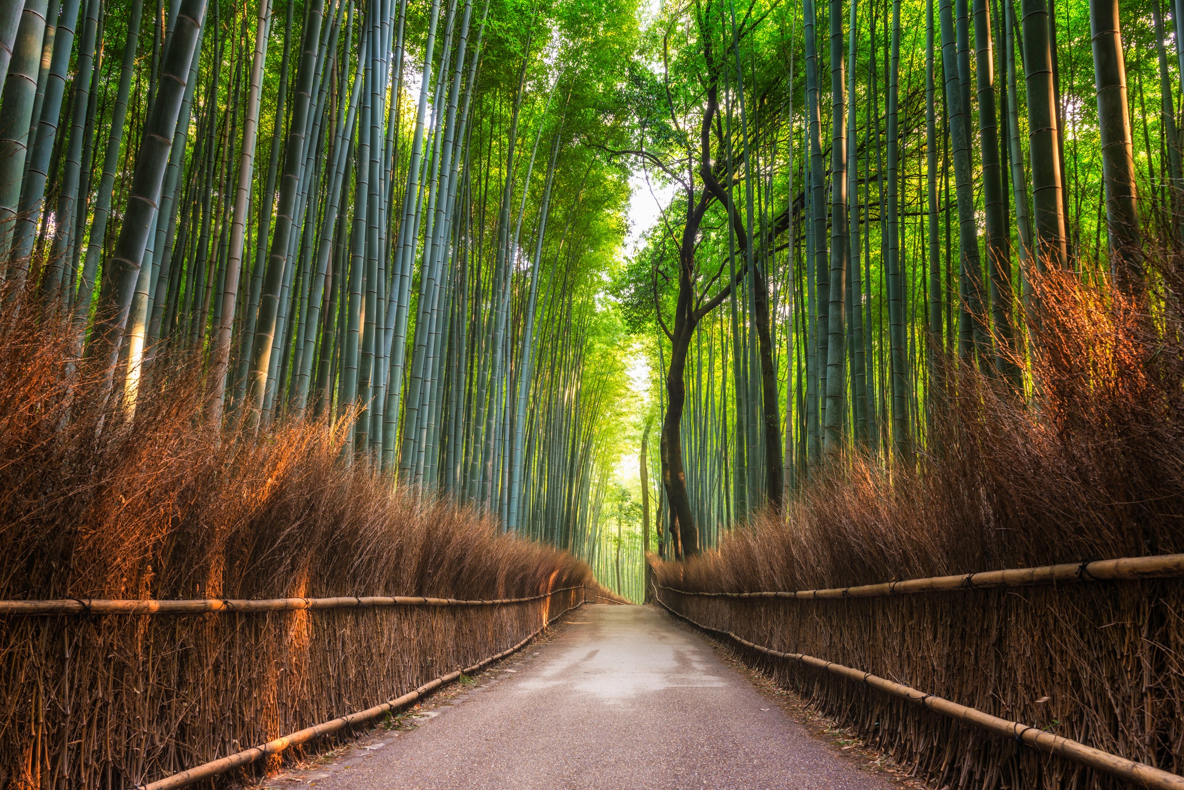 Papermoon Fototapete »Bamboo Grove of Kyoto« glatt günstig online kaufen