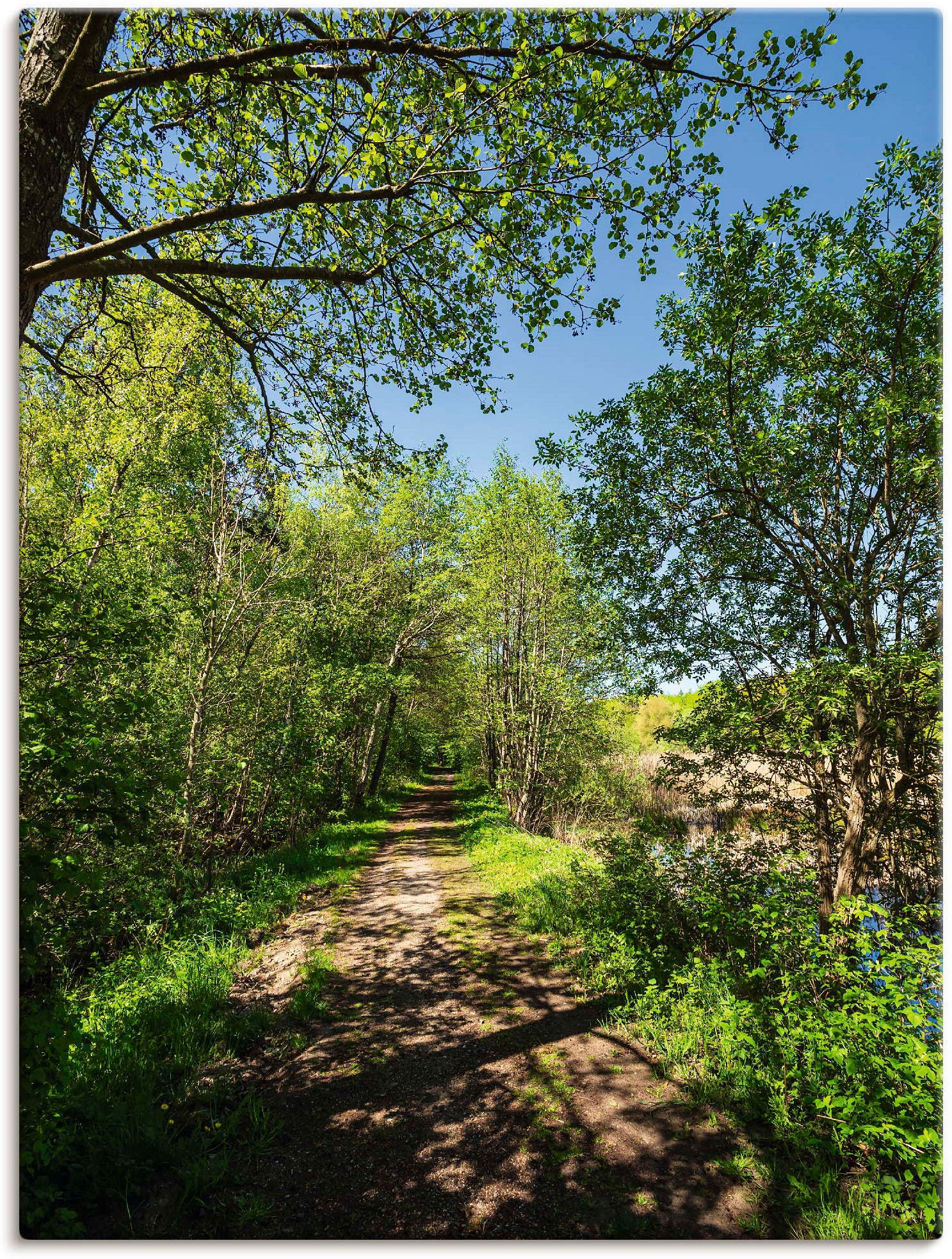 Artland Wandbild »Weg Waldbilder, versch. Poster Größen in Wandaufkleber oder Leinwandbild, Kuchelmiß«, online und bei St.), (1 Alubild, kaufen Bäume als