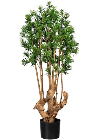 Creativ green Künstliche Zimmerpflanze »Podocarpus macrophyllus«, (1 St.) kaufen