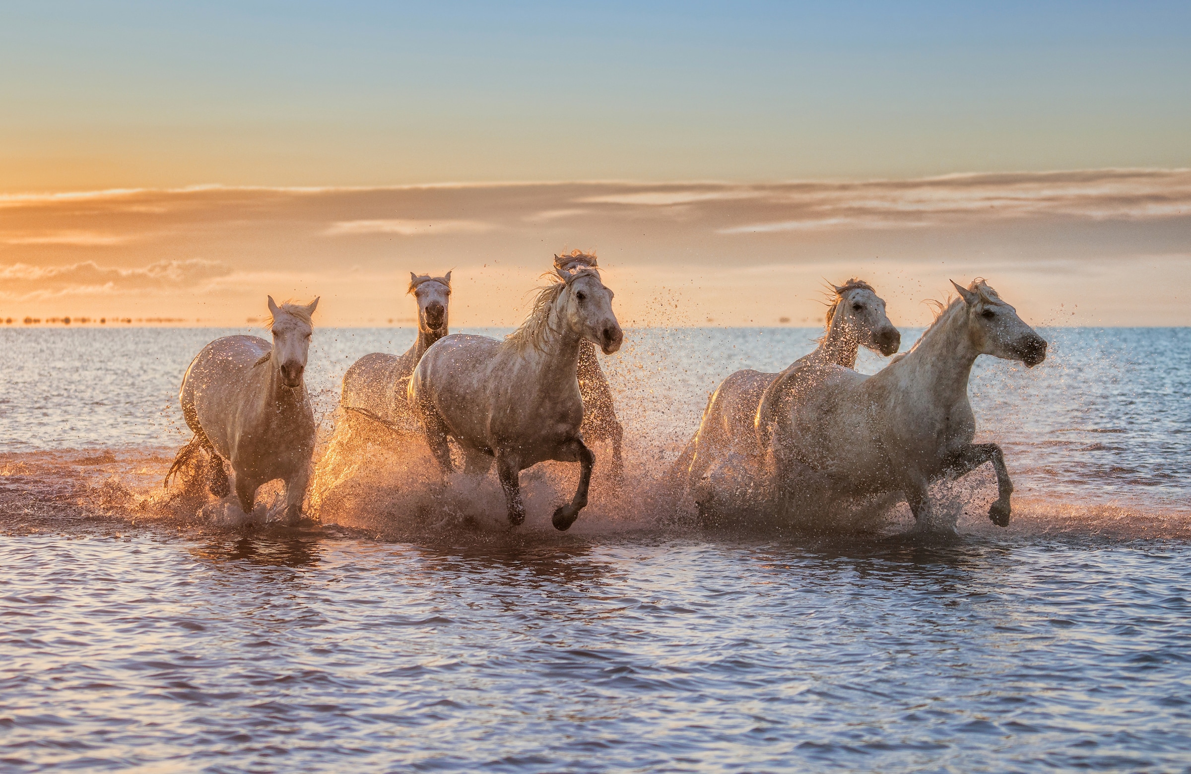 Papermoon Fototapete »Photo-Art ANTONI FIGUERAS BARRANCO, CAMARGUE-PFERDE I günstig online kaufen