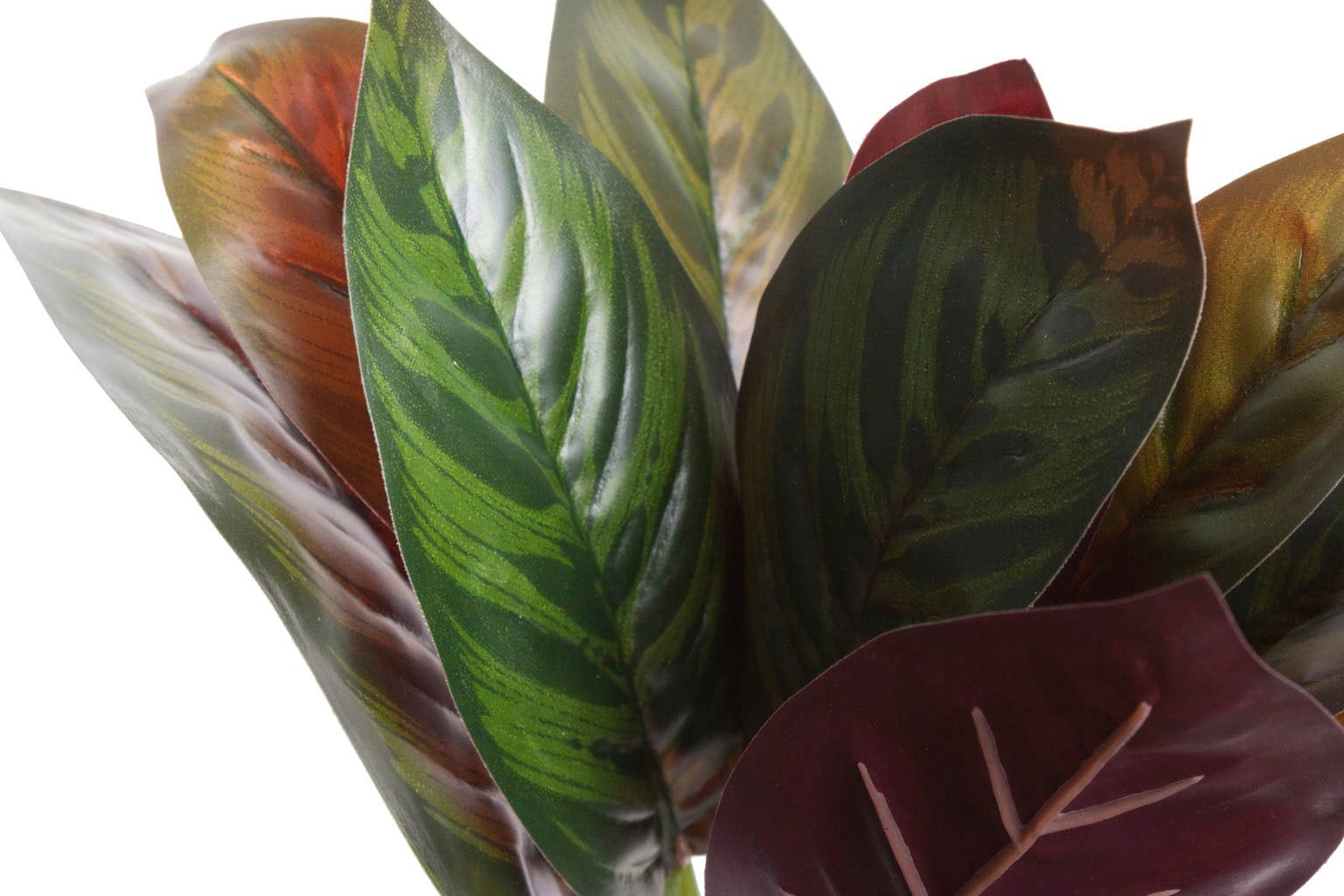 Botanic-Haus Künstliche Zimmerpflanze »Calathea«