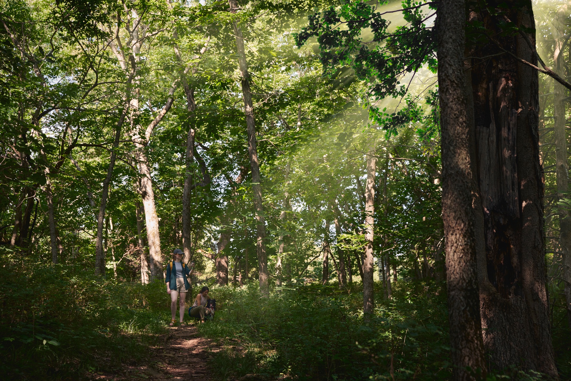 Garmin Wander-Navigationsgerät »eTrex Solar« ( )