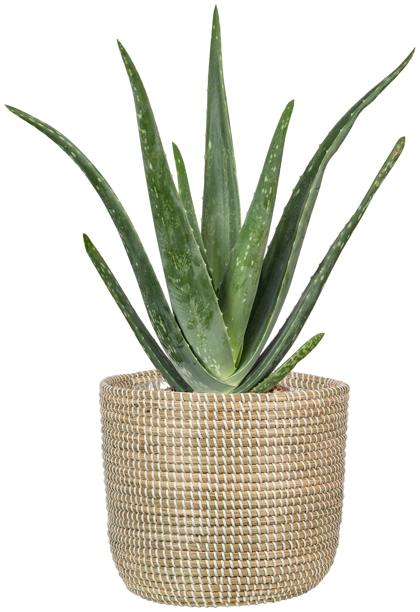 Scheurich Blumentopf »white 22/513«