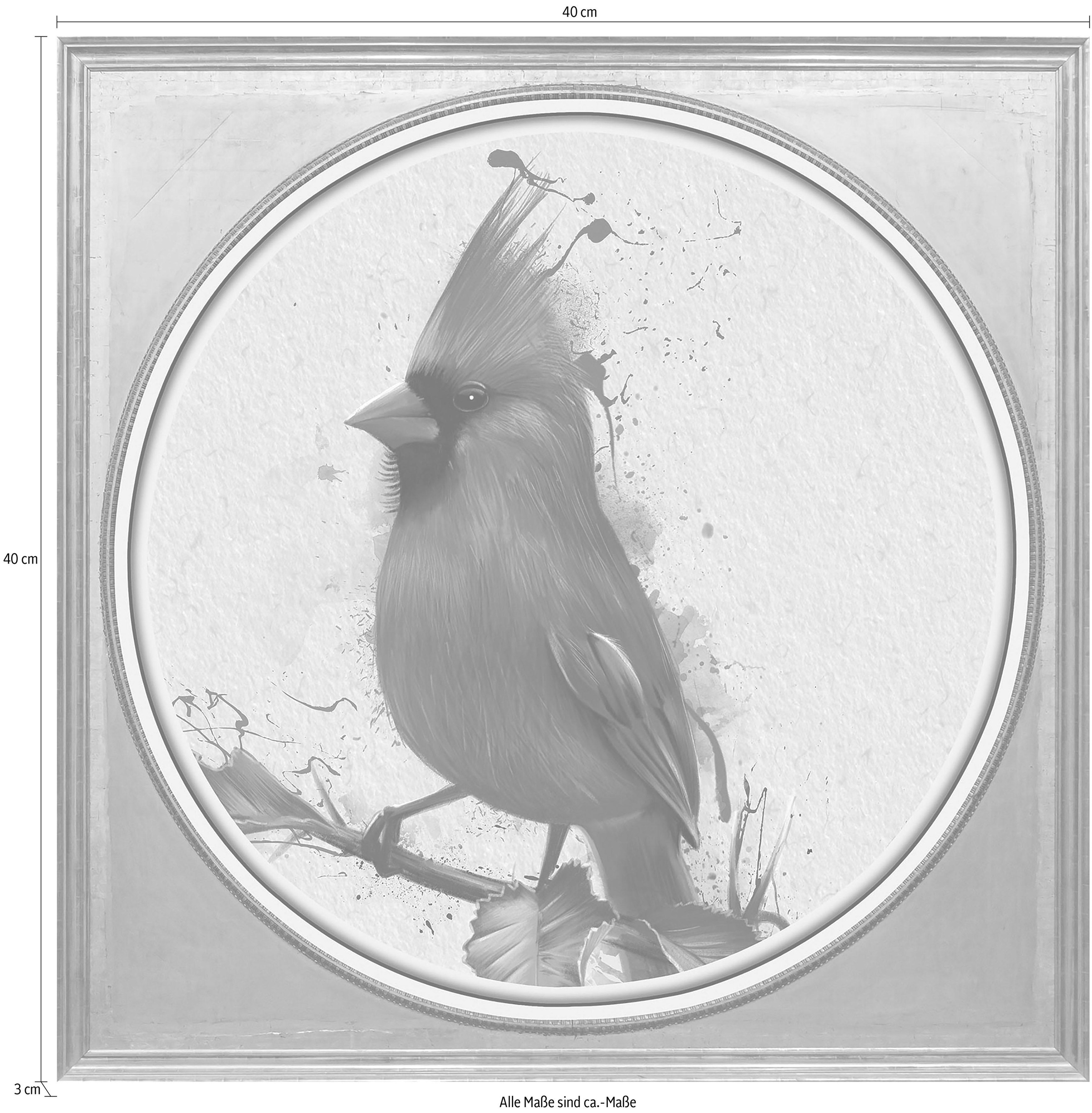 queence Acrylglasbild »Roter Vogel«, Kunst-Vögel-Vogelbilder-Tiere-Gemälde, Fine Art-Print in Galeriequalität