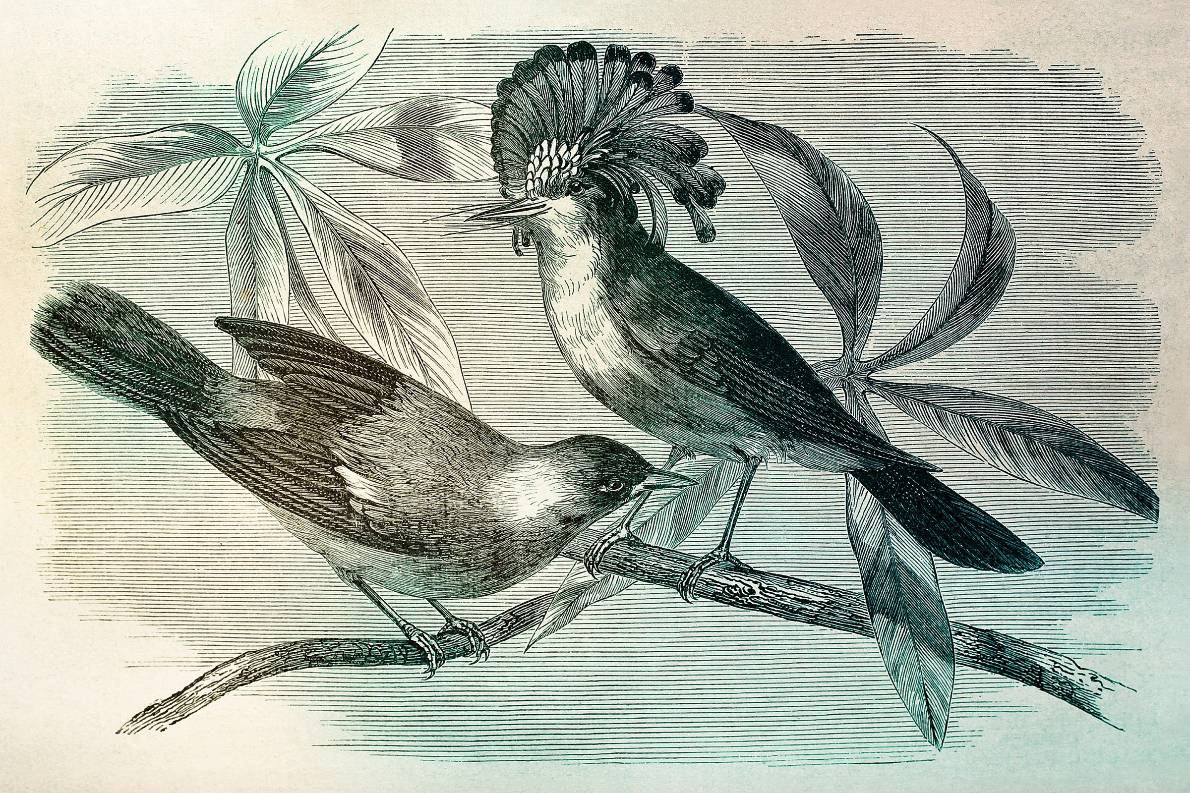 A.S. Création Leinwandbild »vintage birds«, Kunst-Gemälde-Kinder, (1 St.), Vogel Keilrahmen Bild Leinwand-Bild Wohnzimmer modern Wandbild Kinder