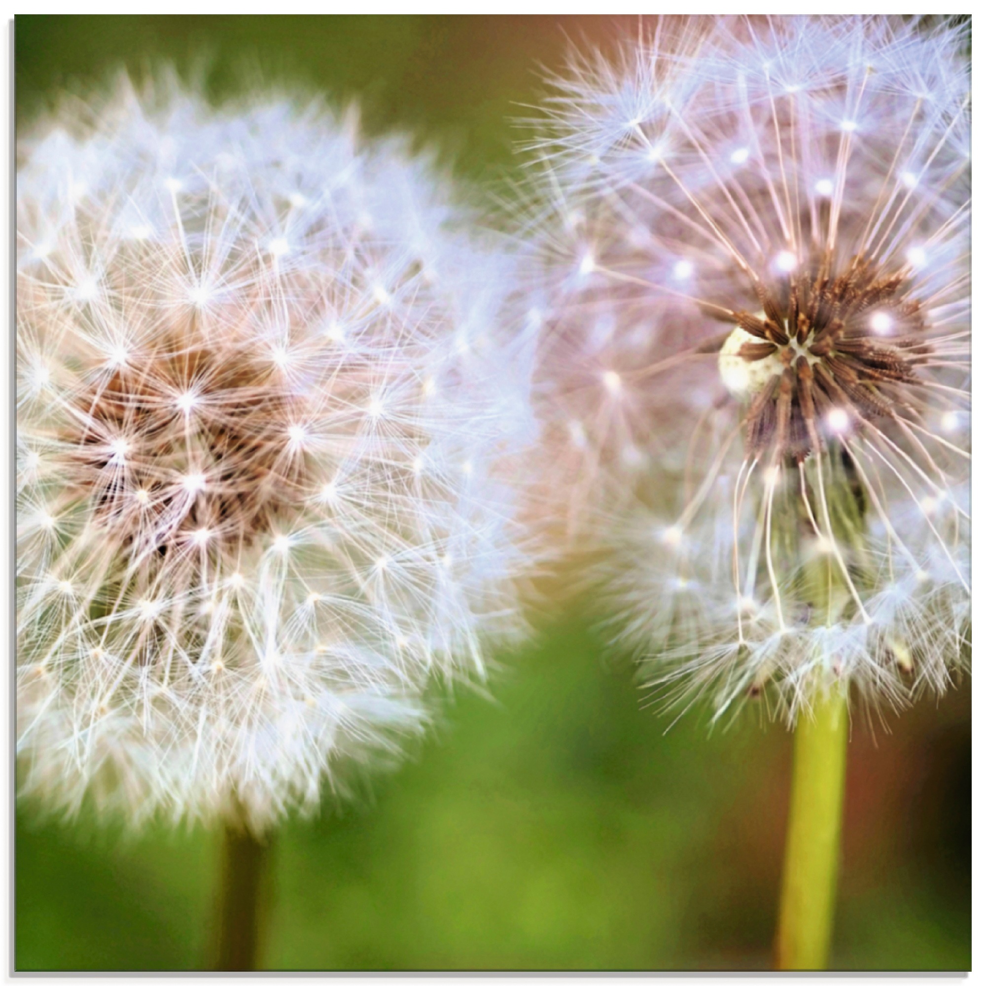 Artland Glasbild »Pusteblume Zweisamkeit«, Blumen, (1 St.), in verschiedene günstig online kaufen