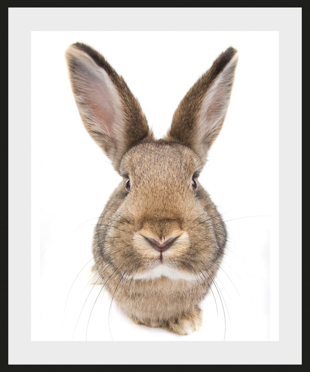 queence Bild »Algot«, Hase-Hasen-Foto-Kunst-Haustiere, (1 St.), HD Premium günstig online kaufen