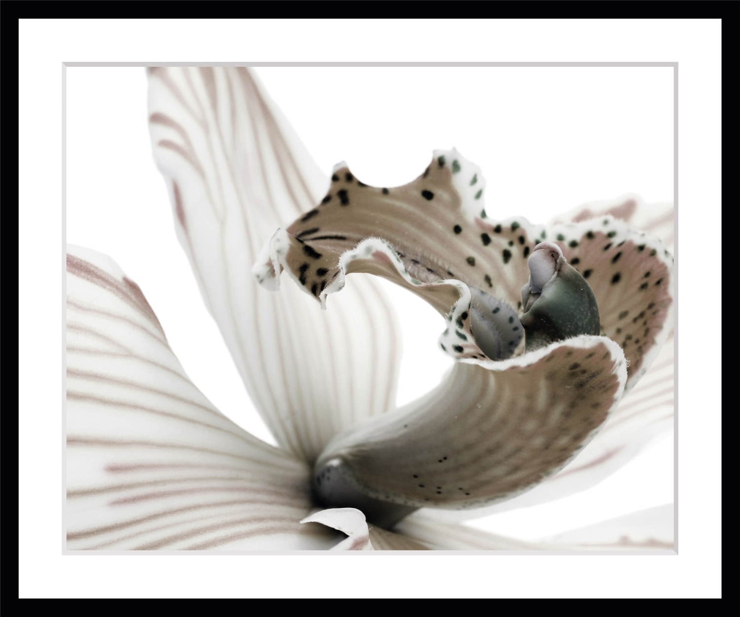 queence Bild »Herkules«, Blumen, Rosen, gerahmt