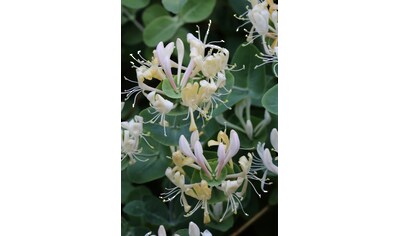 BCM Kletterpflanze »Geißblatt caprifolium«, (1 St.), Höhe: 40-60 cm, 1 Pflanze kaufen
