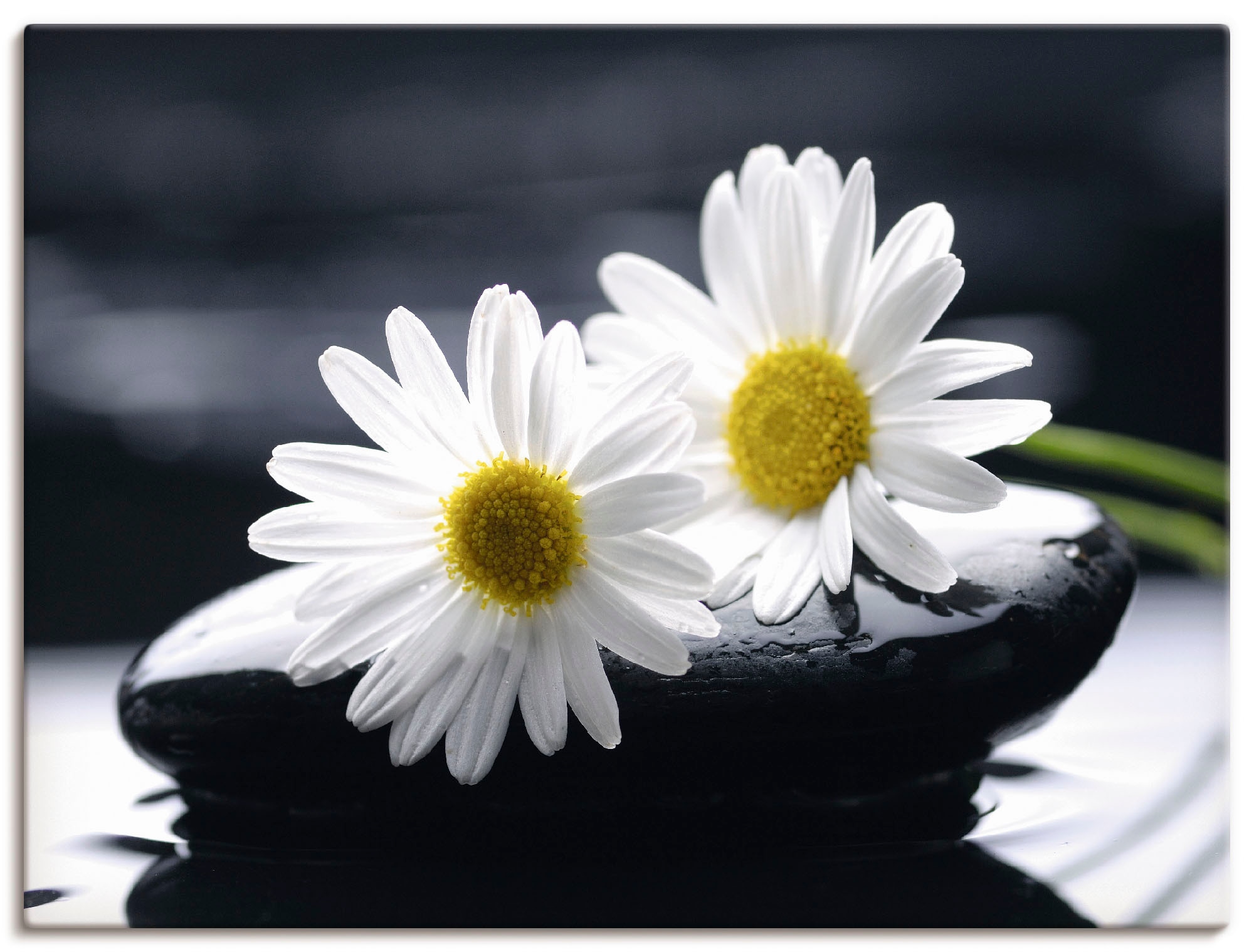 Artland Leinwandbild »Zwei Gerbera auf einem Zenstein«, Blumen, (1 St.), au günstig online kaufen