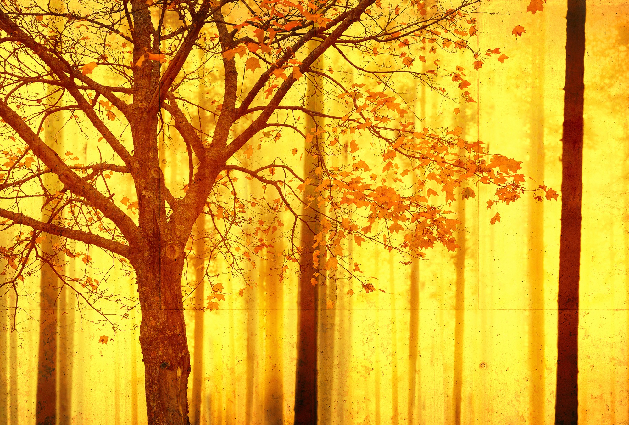 Architects Paper Fototapete »Atelier 47 Edge 2« Wald glatt Wald Fototapete günstig online kaufen