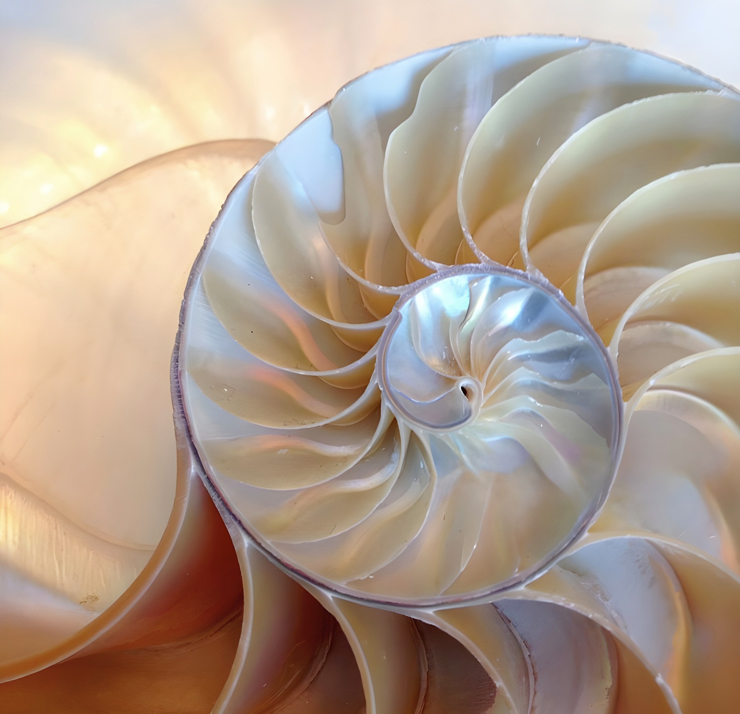 queence Leinwandbild »The Pearl« Wassertiere 1 Stk. tlg. mit sehr guten Sch günstig online kaufen