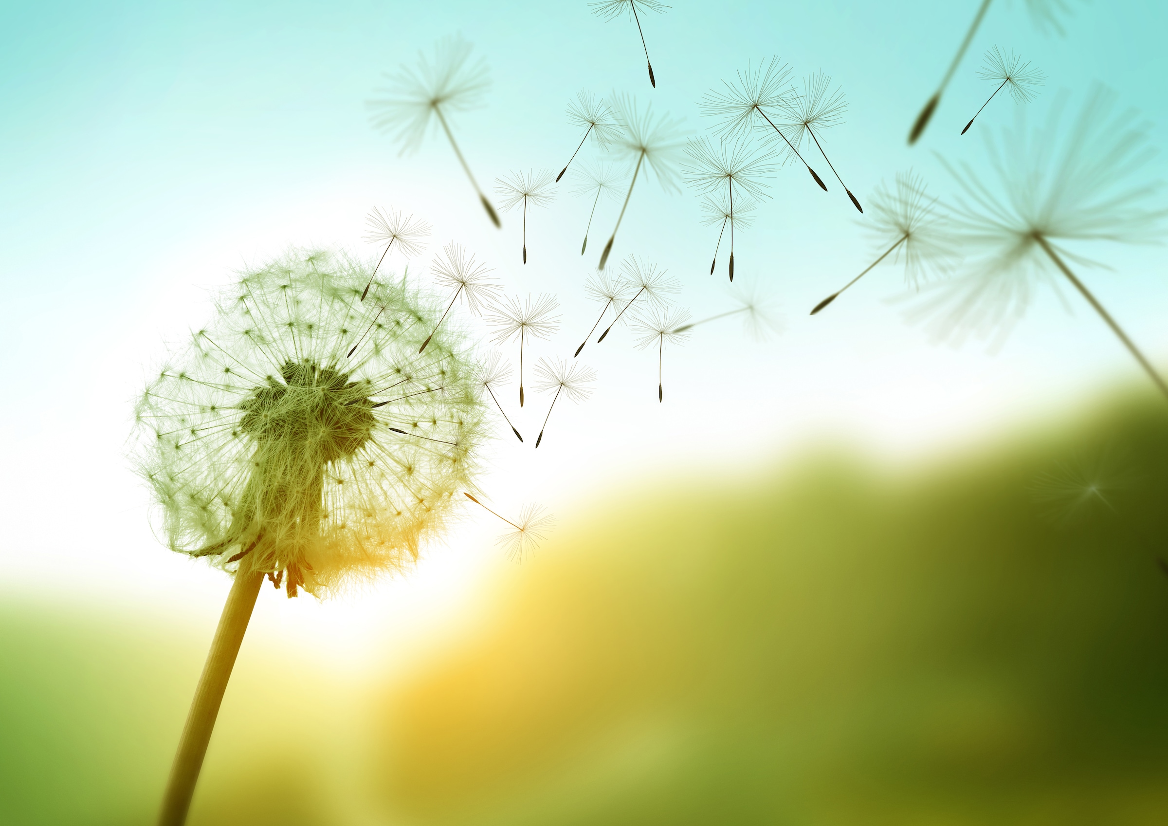 Papermoon Fototapete »Dandelion in the Wind« glatt günstig online kaufen