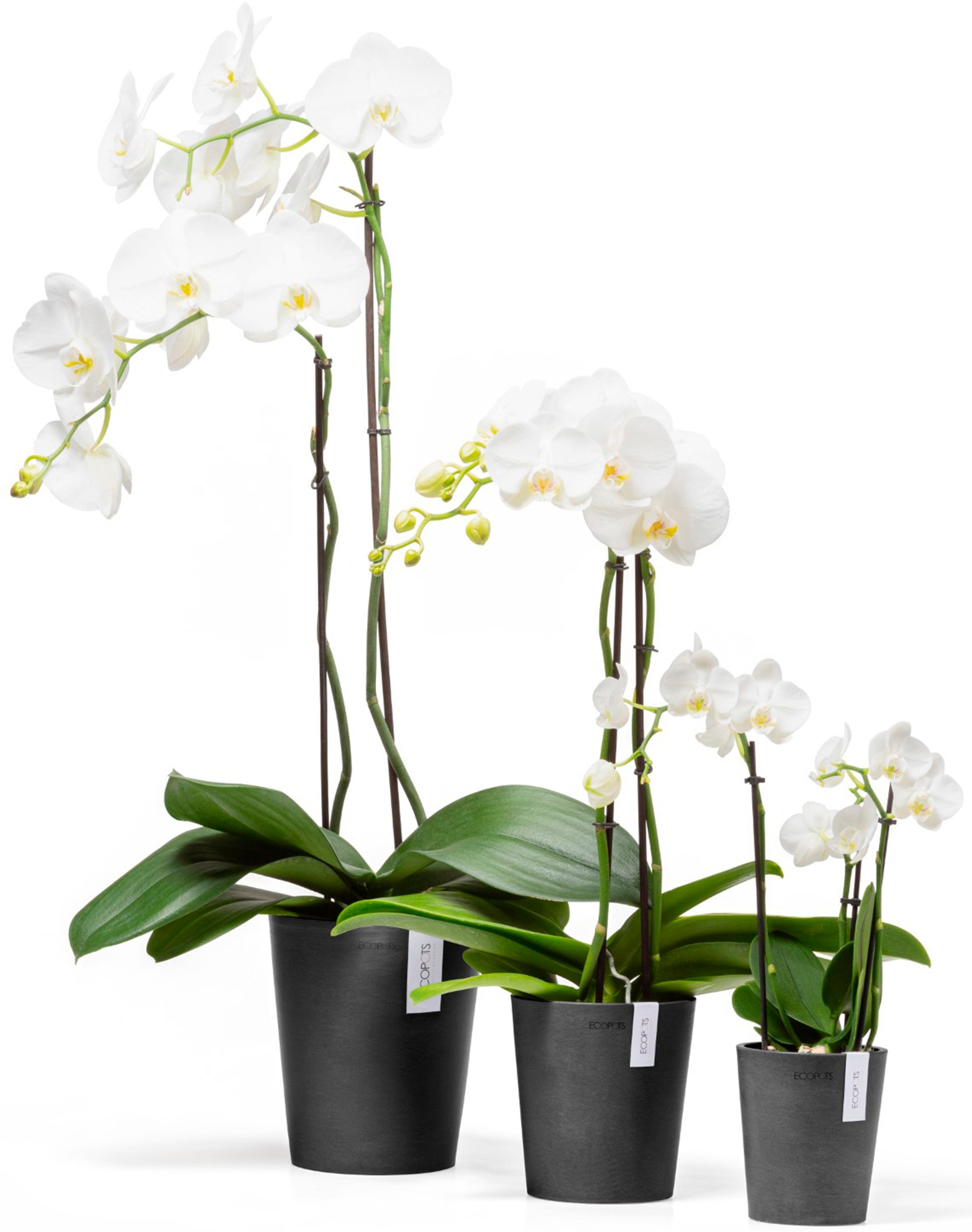 ECOPOTS Blumentopf »Morinda Orchidee 17 Dunkelgrau«, für den Innenbereich