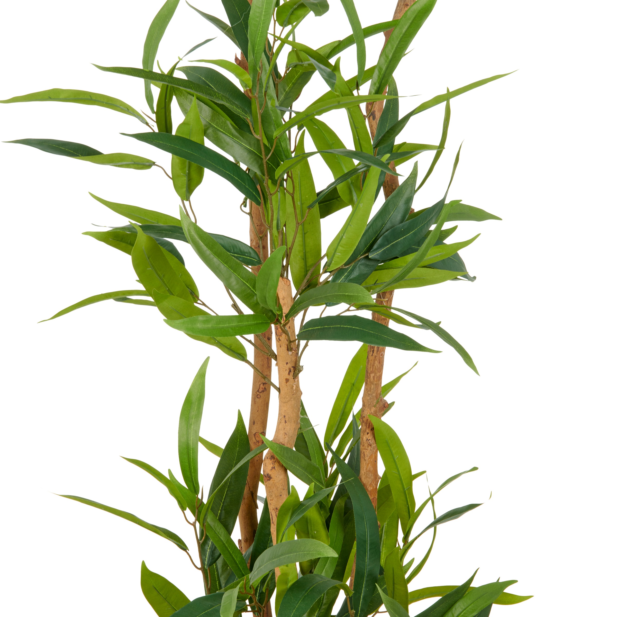 Creativ green Kunstbaum »Ficus maclellandii« mit echtem Holzstamm günstig online kaufen