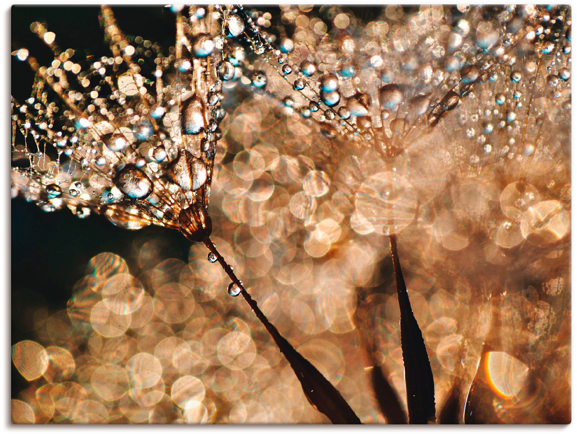 Artland Wandbild "Pusteblume Goldschimmer", Blumen, (1 St.), als Alubild, O günstig online kaufen