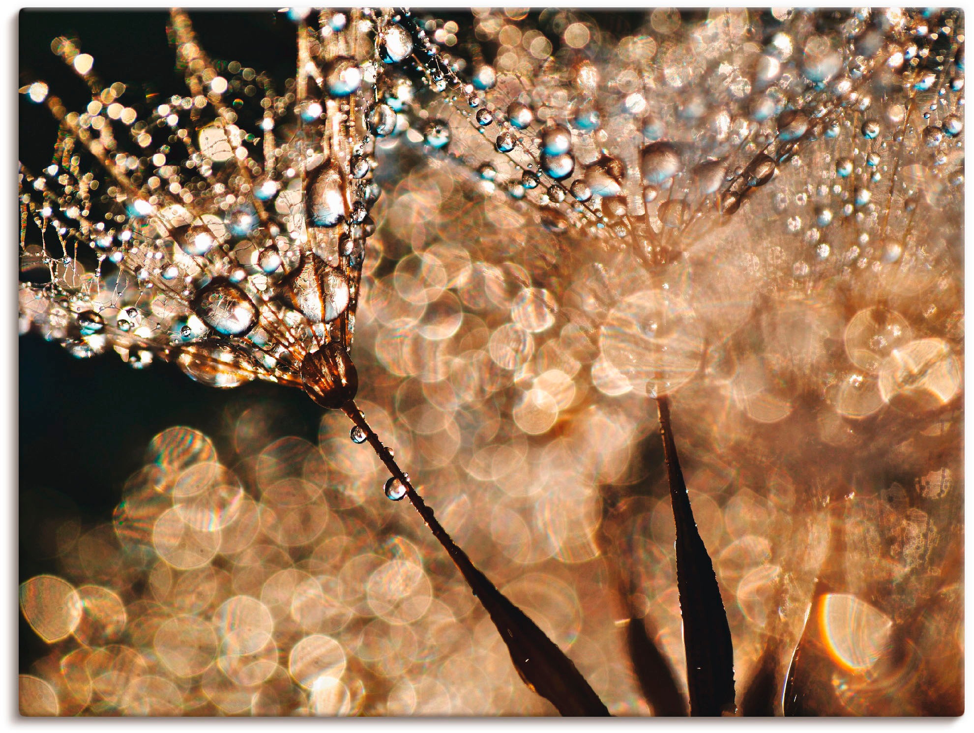 Artland Wandbild »Pusteblume Goldschimmer« Blumen 1 Stk. tlg. als Alubild, günstig online kaufen