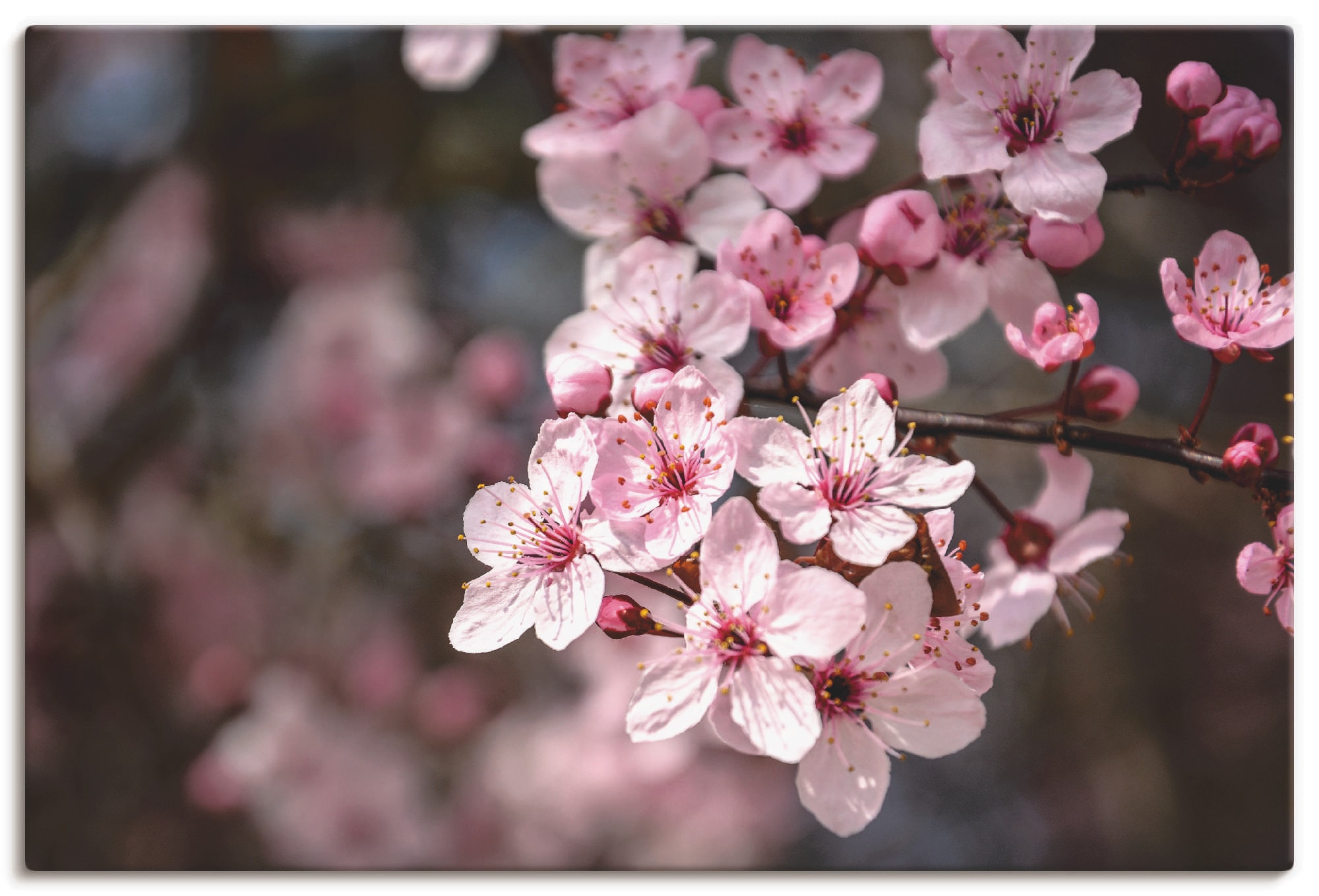 Artland Leinwandbild »Kirschblüten Nahaufnahme im Sonnenlicht« 1 Stk. tlg. günstig online kaufen