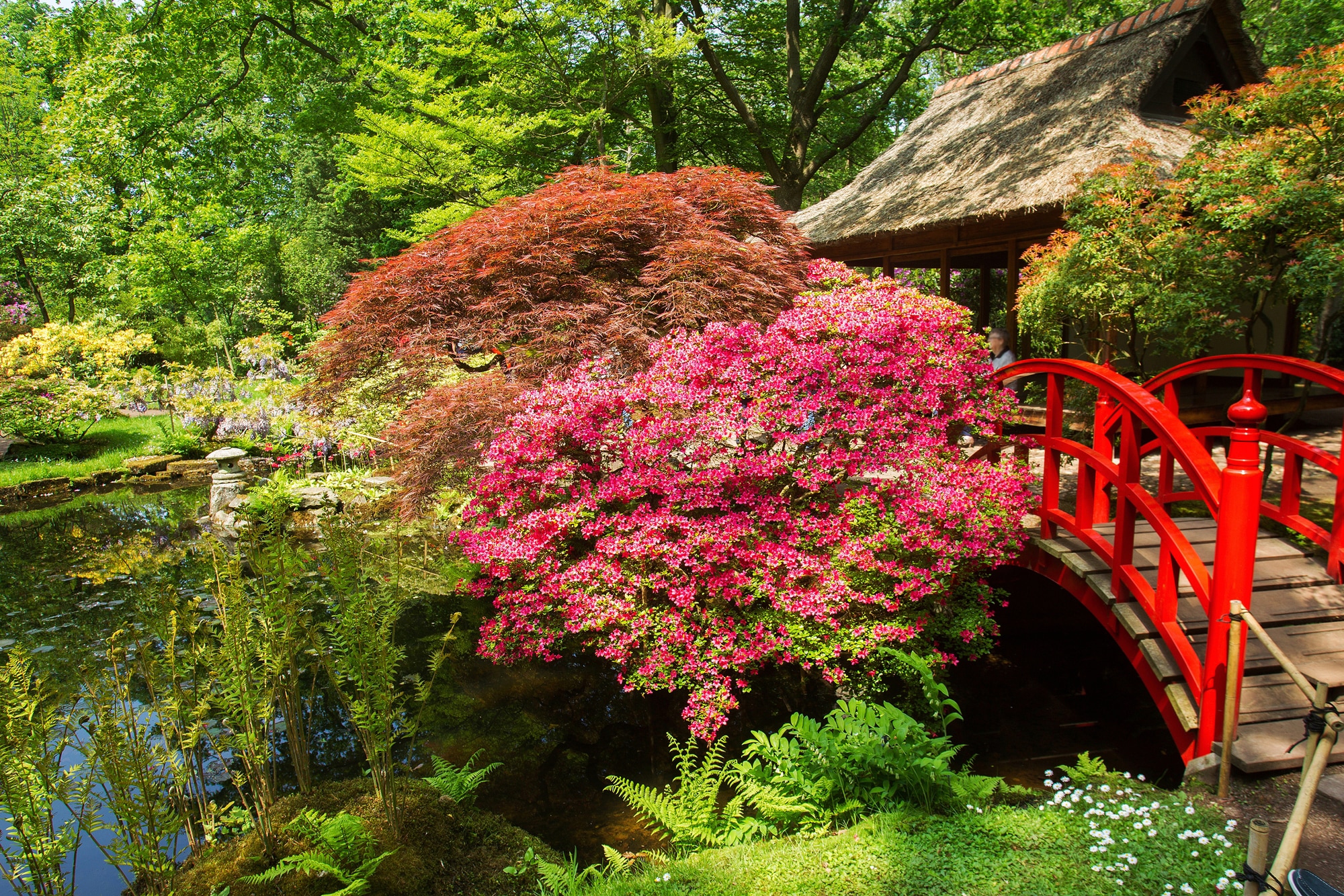 Papermoon Fototapete »GARTEN-BLUMEN BÄUME PFLANZEN STEINE WALD PARK BLÜTEN« günstig online kaufen