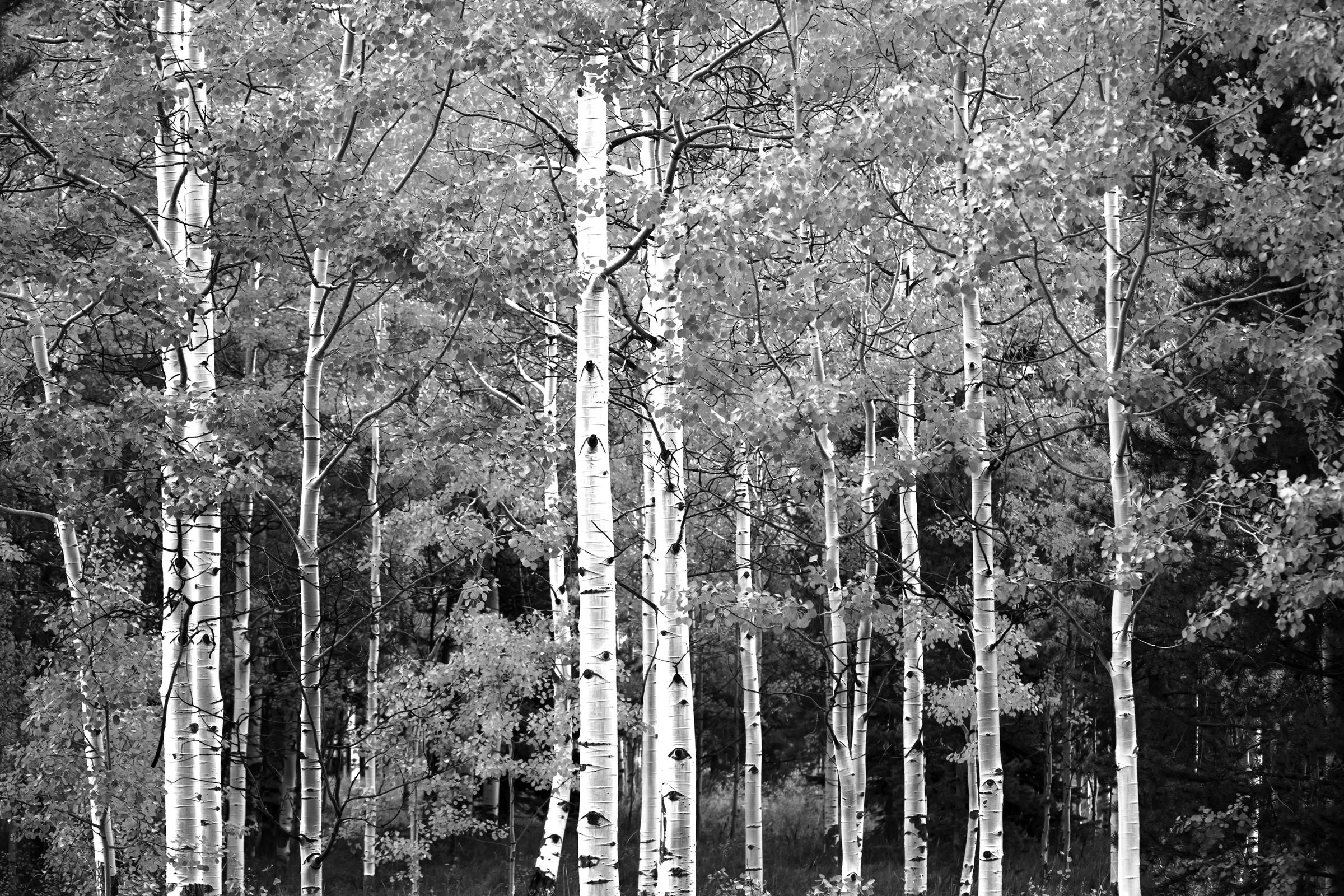 Papermoon Fototapete »Wald Schwarz & Weiß« günstig online kaufen