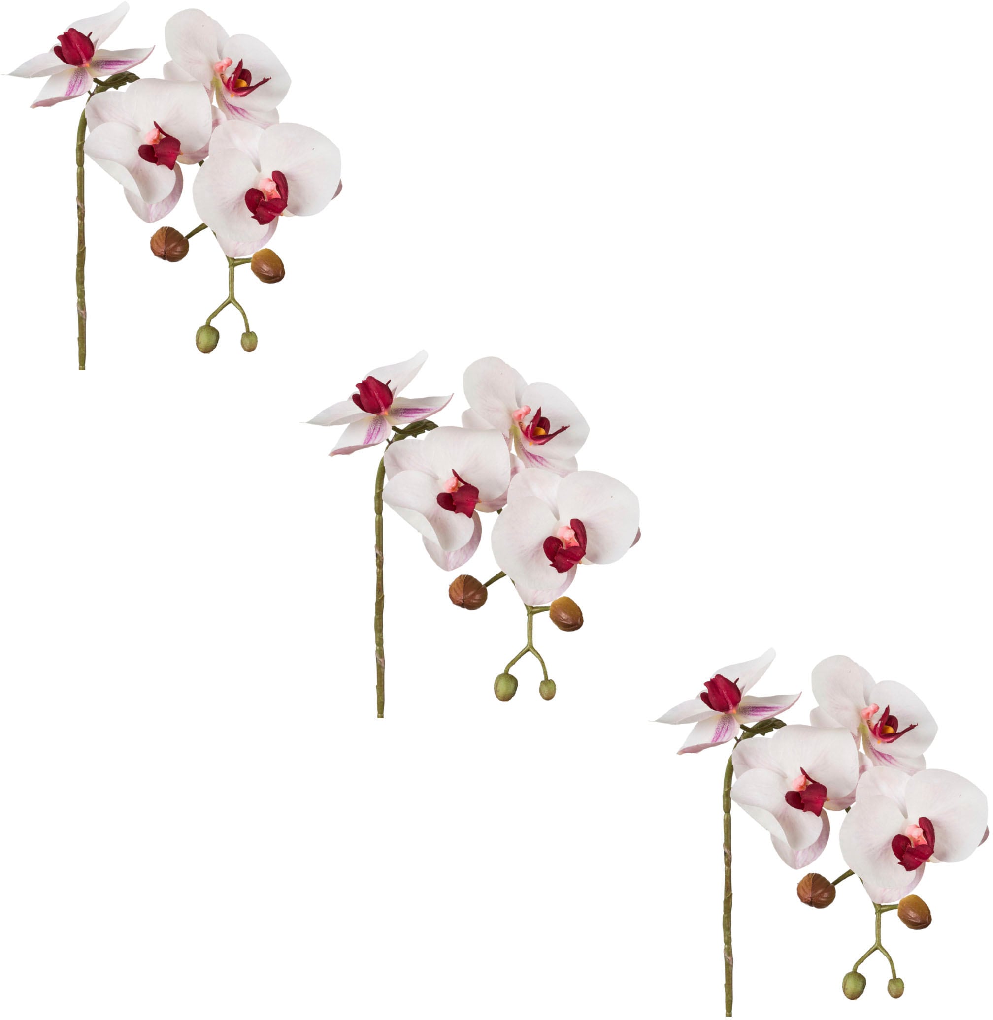 Creativ green Kunstblume »Phalaenopsis 3D-print«, mit Real-Touch-Blüten auf  Raten kaufen