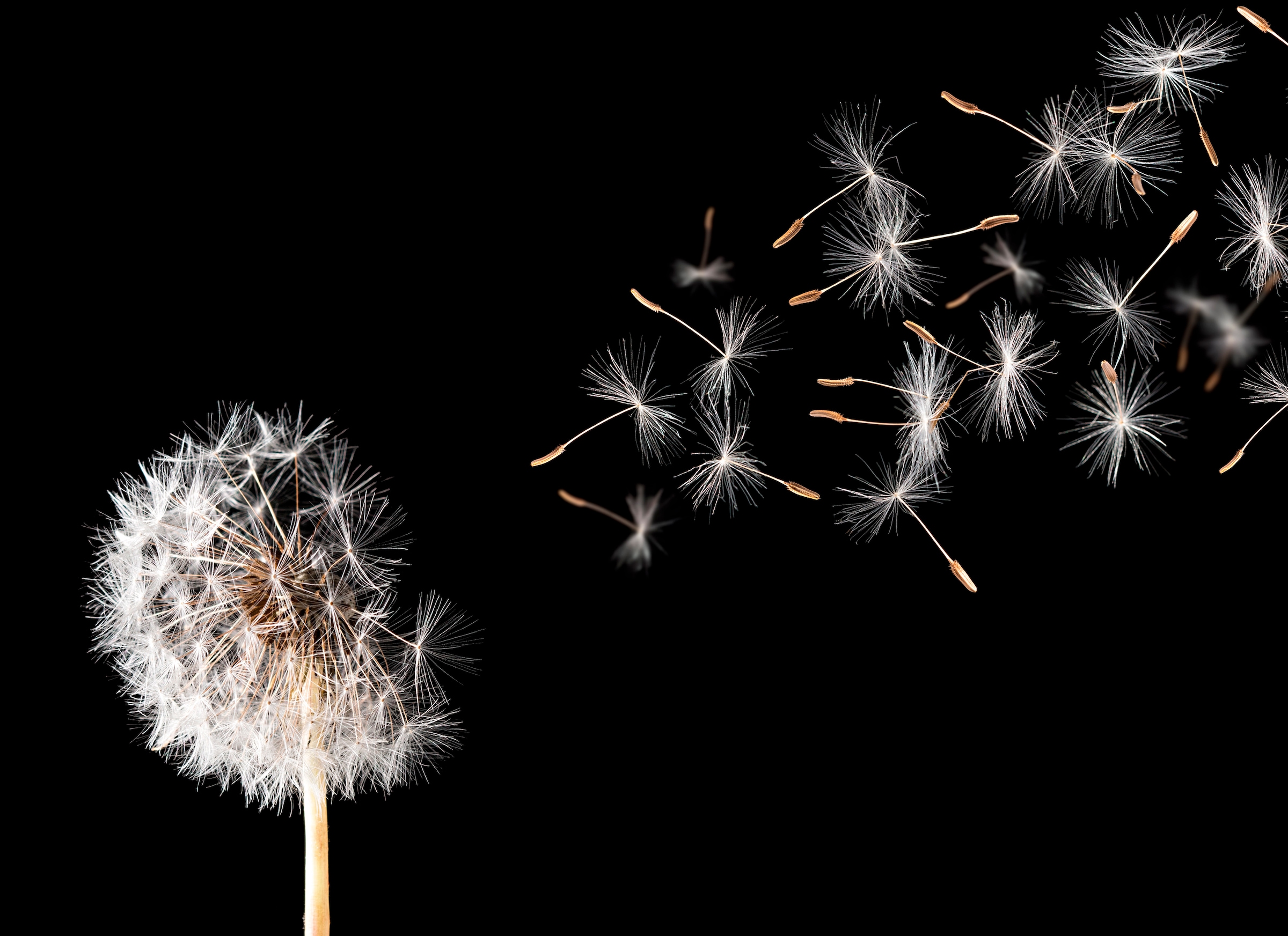 Papermoon Fototapete »Dandelion« glatt günstig online kaufen