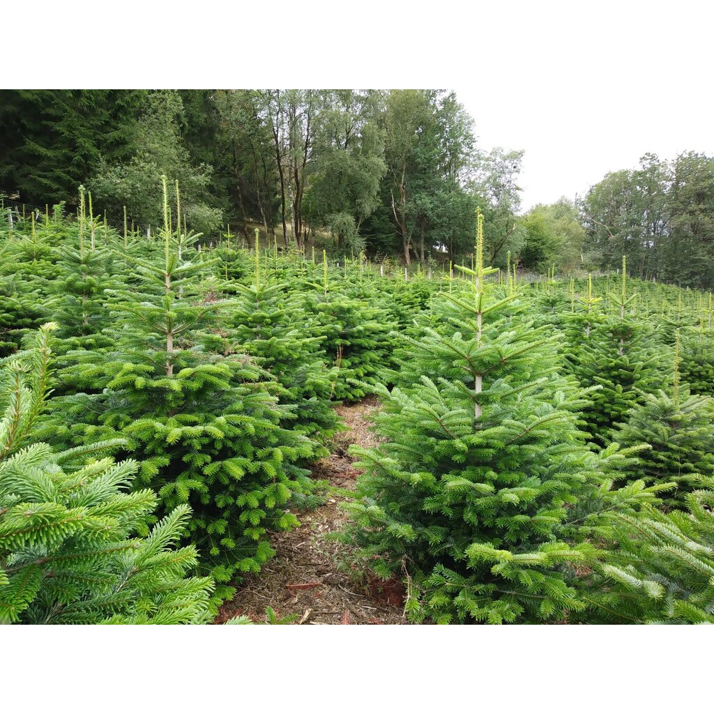 Weihnachtsbaum Guru Echter Weihnachtsbaum »Nordmanntanne, Weihnachtsdeko«, Nordmanntanne