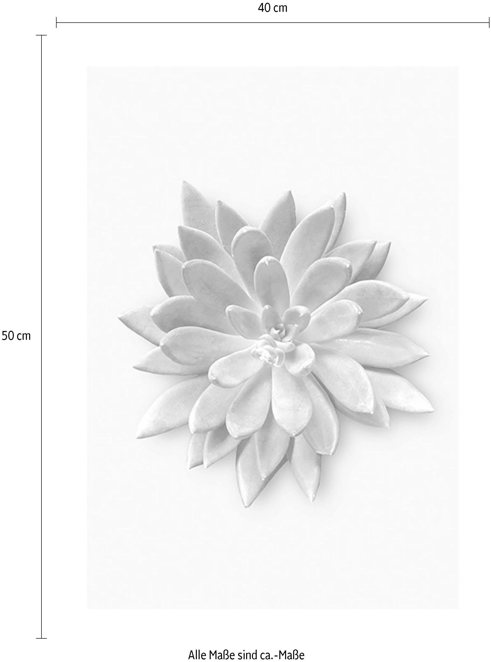 Komar Bild »Succulent Agave«, Pflanzen-Blätter, (1 St.), Wandbild zur Dekoration - ohne Rahmen