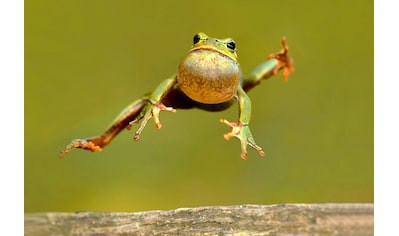 Papermoon Fototapete »Springender Frosch« kaufen