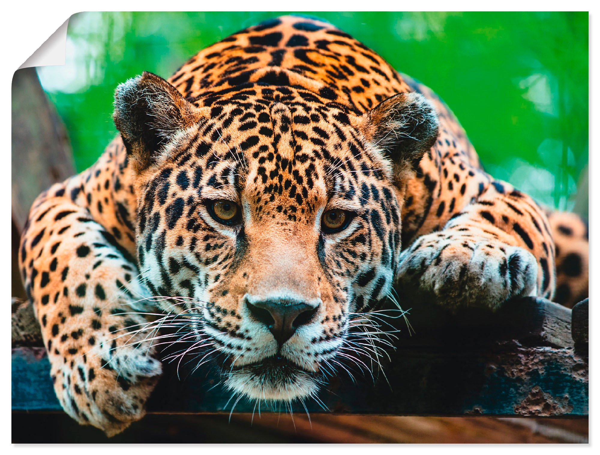 Artland Wandbild »Südamerikanischer Jaguar«, Wildtiere, online in Poster versch. (1 bestellen oder Größen St.), Alubild, Leinwandbild, Wandaufkleber als