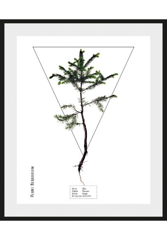 andas Bild »Pflanze«, mit Rahmen kaufen