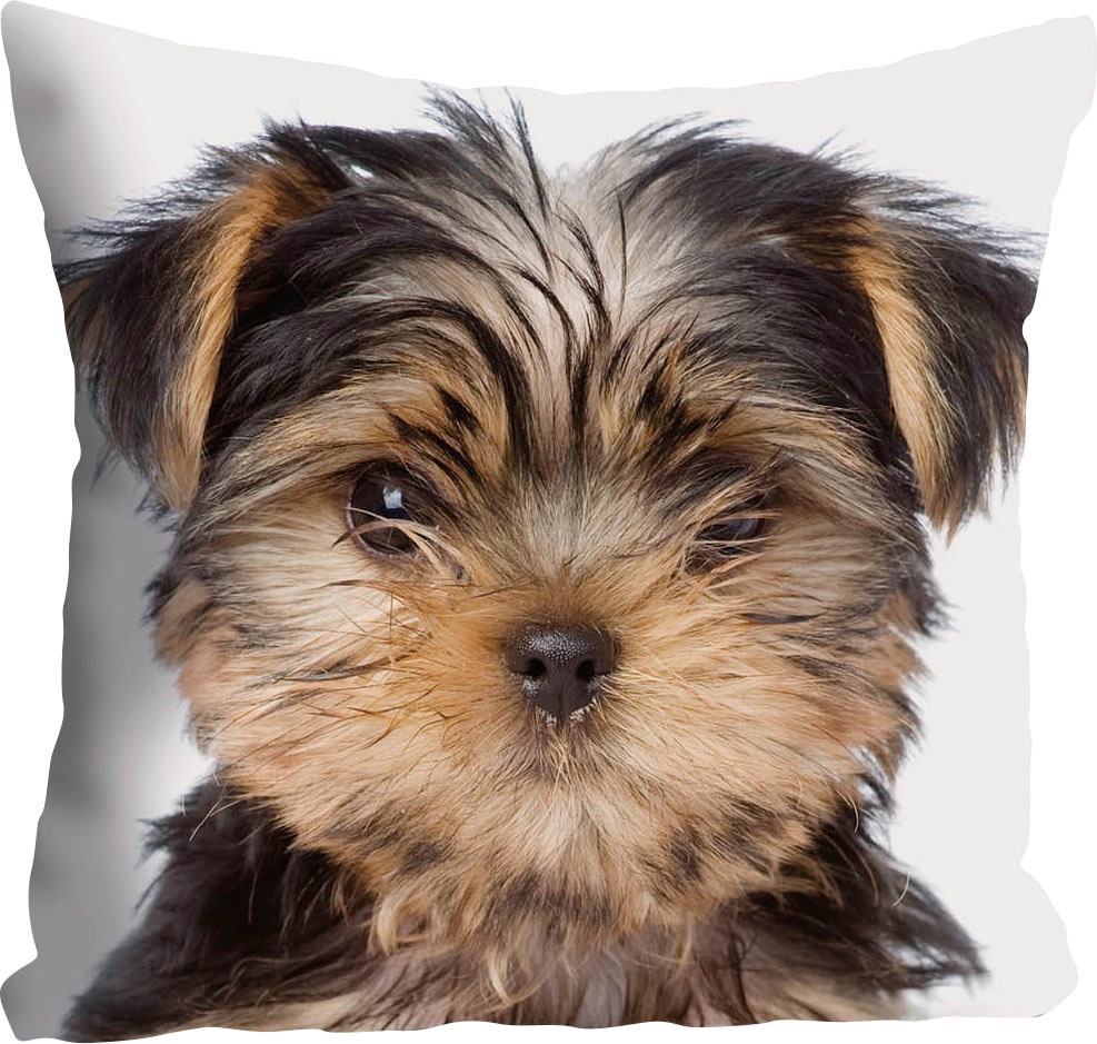 queence Dekokissen »Ines«, Kissenhülle,Hund,Süß,Tiermotiv,Niedlich,Verspiel günstig online kaufen