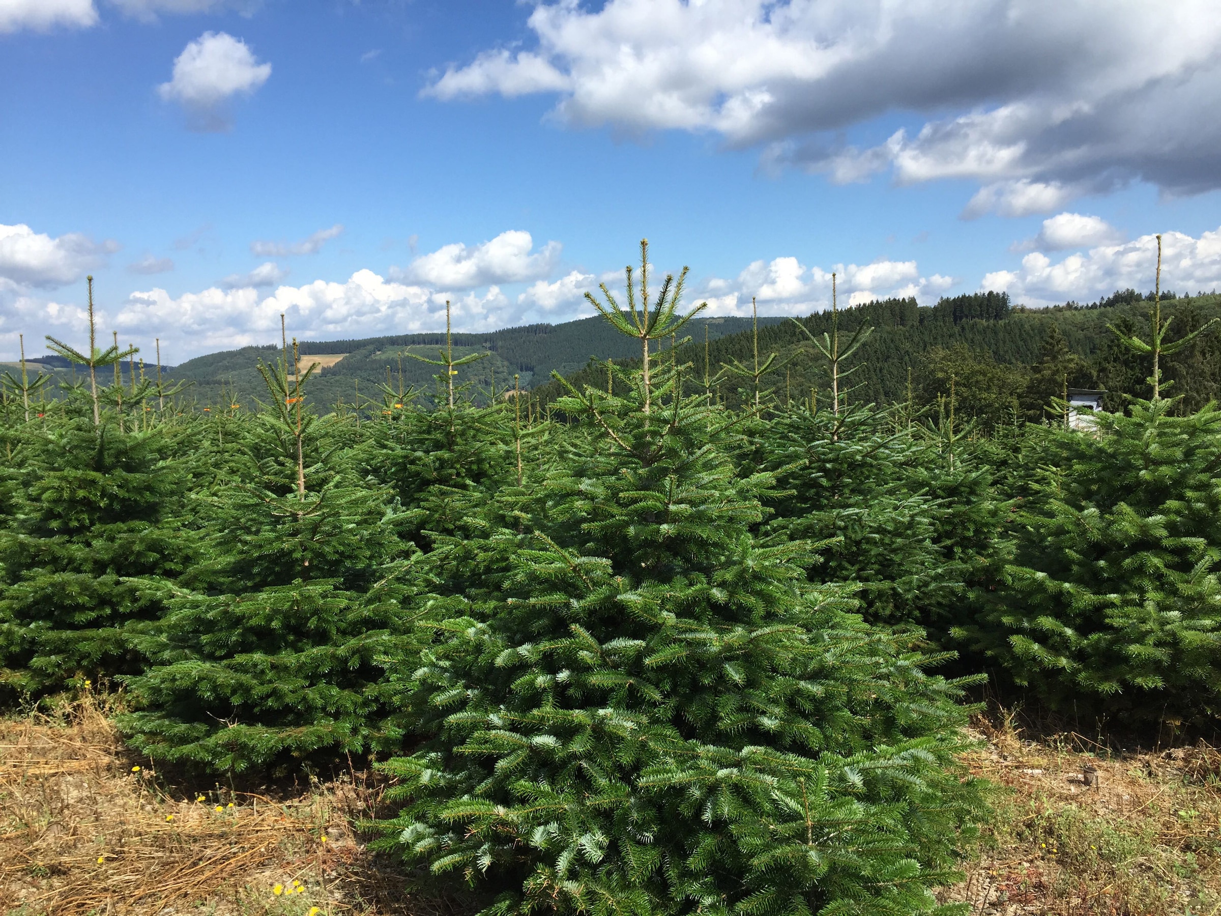 Weihnachtsbaum Guru Echter Weihnachtsbaum »Nordmanntanne, Weihnachtsdeko«, Nordmanntanne, zum Aufstellen