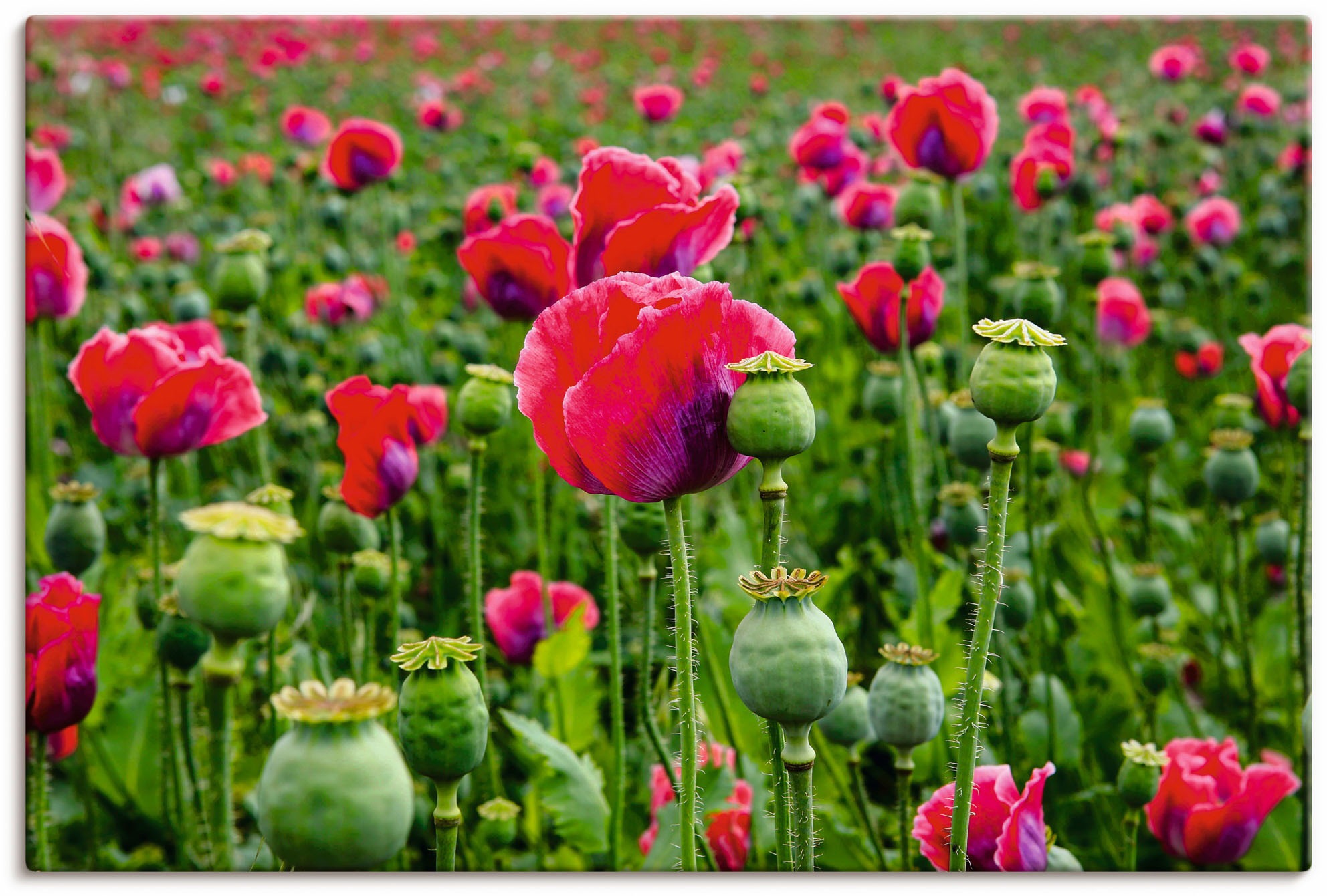 Artland Leinwandbild »Mohnblumen Nahaufnahme«, Blumenwiese, (1 St.), auf Ke günstig online kaufen