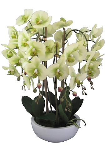Creativ green Kunstpflanze »Orchidee Phalaenopsis«, (1 St.), in Keramikschale kaufen
