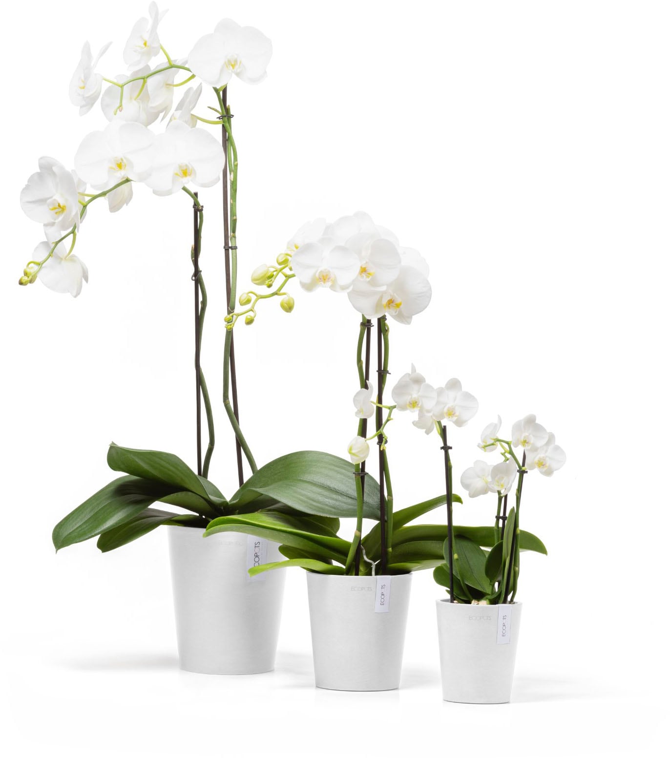 ECOPOTS Blumentopf »Morinda Orchidee 17 Weiß« für den Innenbereich