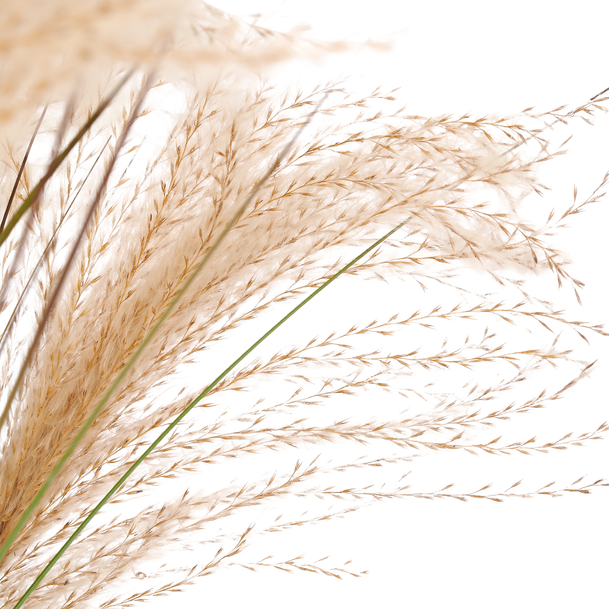 Creativ green Kunstgras »Grasbusch Pampas« mit üppigen Wedeln