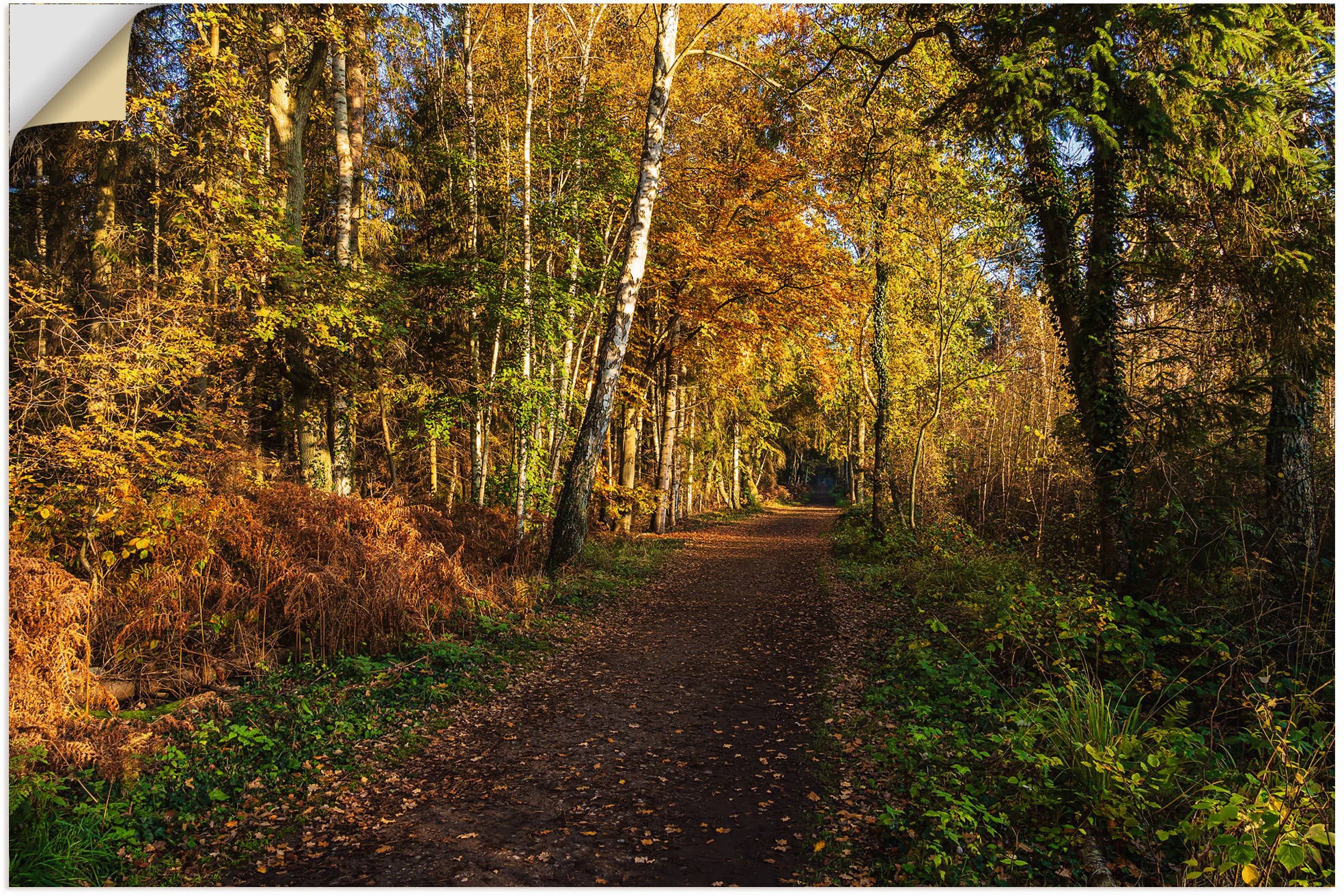 Artland Wandbild »Bäume herbstlich auf dem Fischland-Darß«, Waldbilder, (1 St.), als Alubild, Leinwandbild, Wandaufkleber oder Poster in versch. Größen