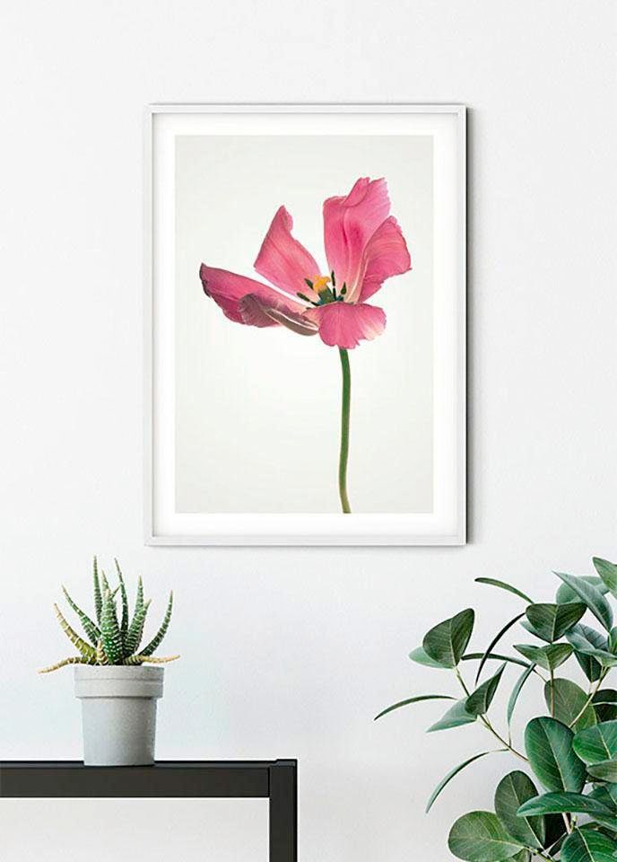 Komar Bild »Tulip«, Blumen, (1 St.), Wandbild zur Dekoration - ohne Rahmen