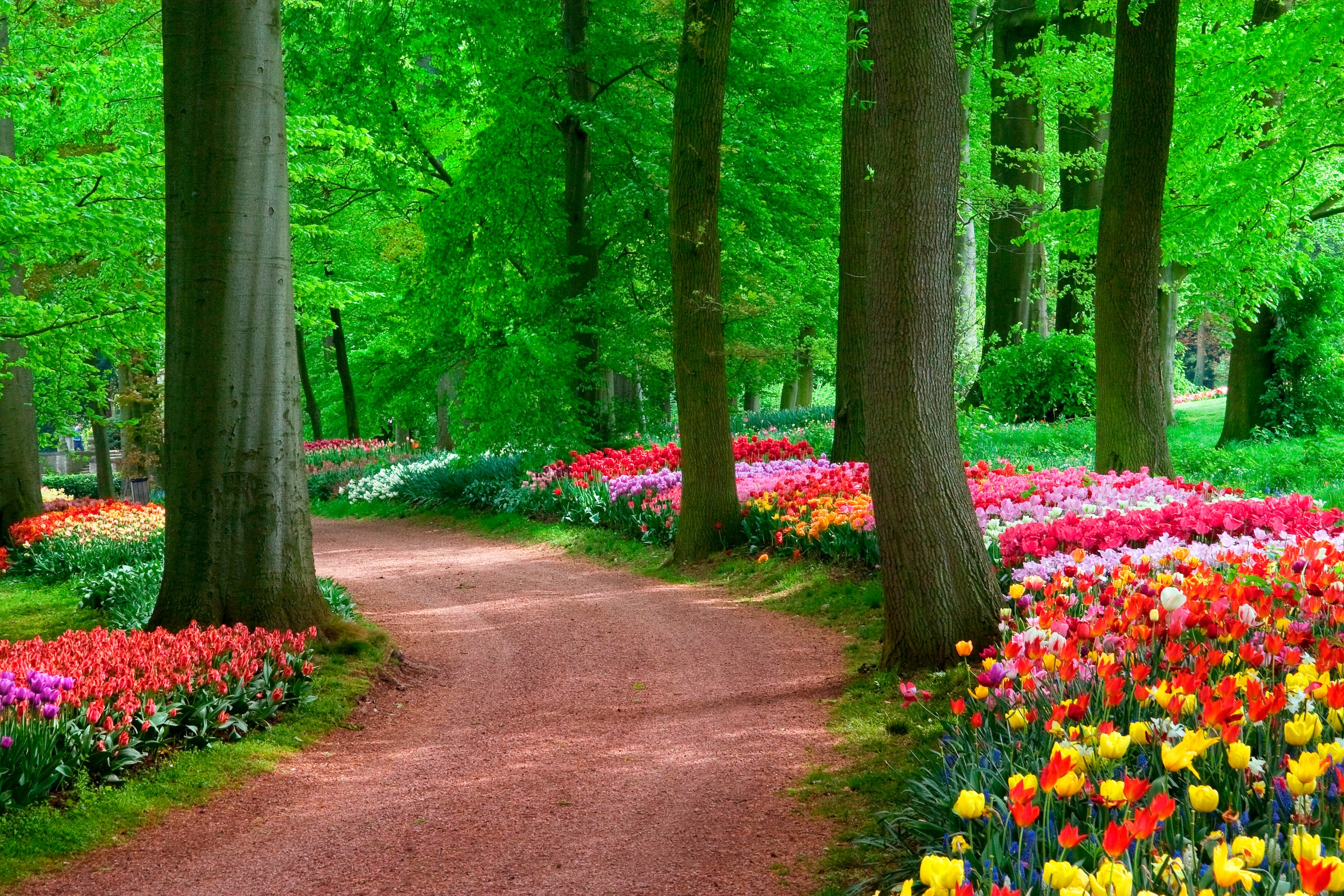 Papermoon Fototapete »Tulips Spring Landscape« glatt günstig online kaufen