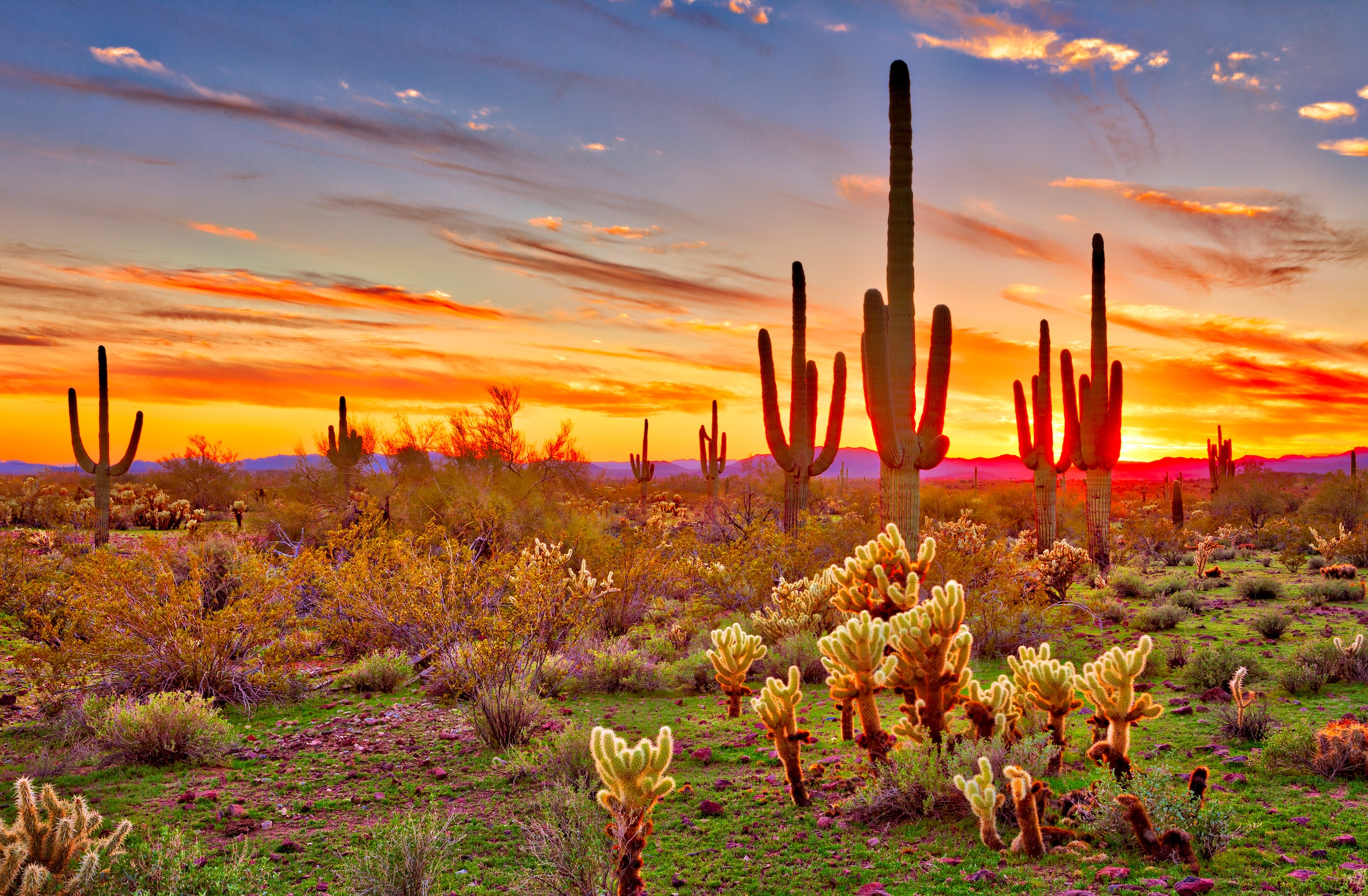 Papermoon Fototapete »Saguaros Sunset Phoenix« glatt günstig online kaufen
